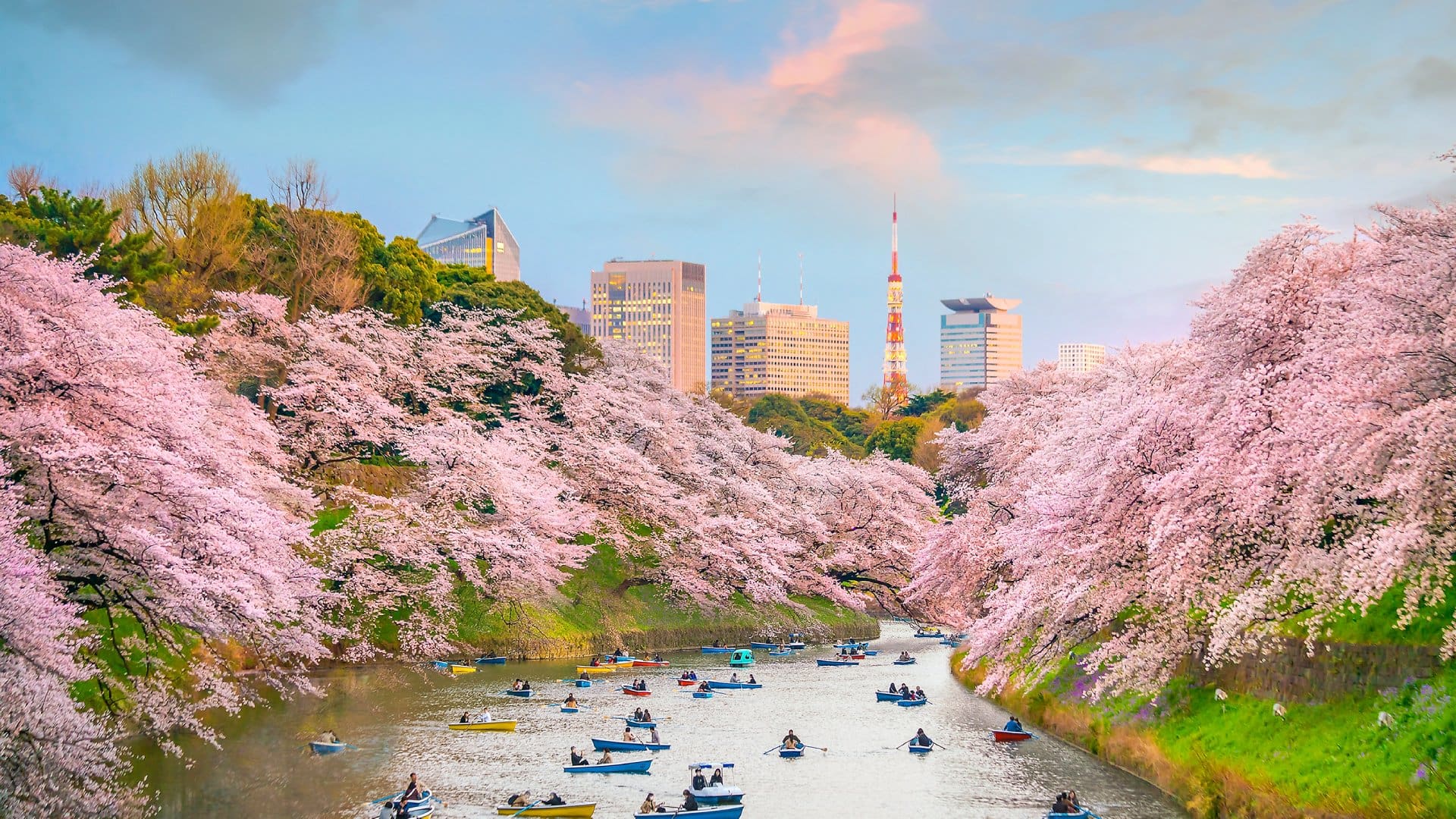 Chidorigafuchi Park, Tokyo, Japan Chidorigafuchi Park in Tokyo during sakura season in Japan