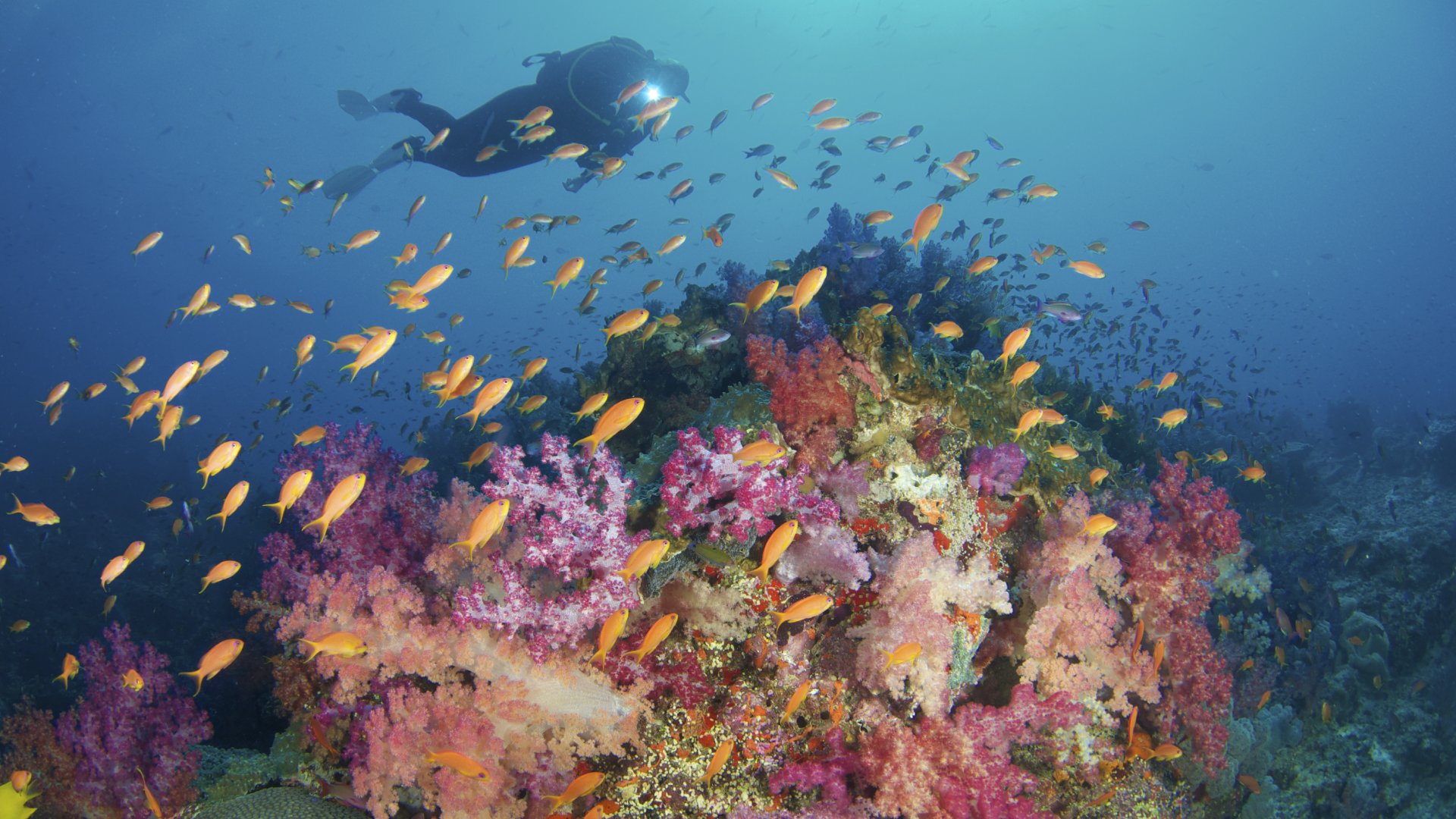 Colorfull Underwater reef