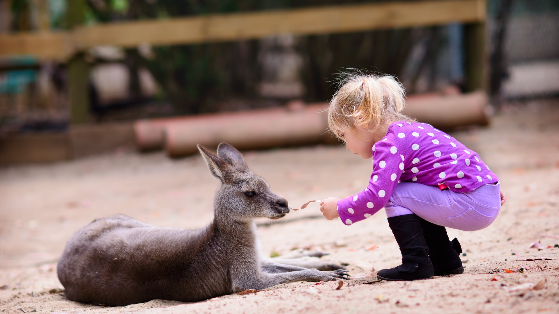 Cute Young Girl Feeding Kangaroo, Australia Zoo