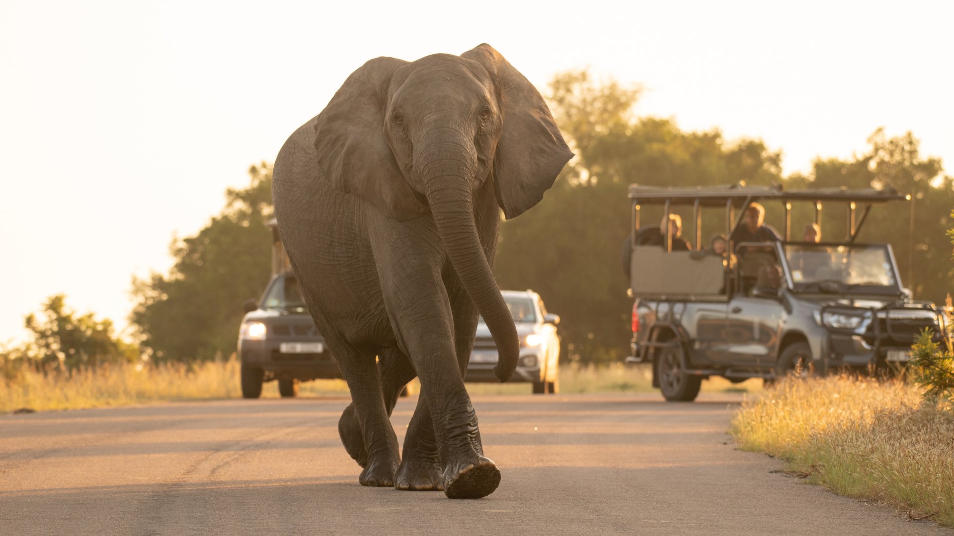 Elephant walking on the road
