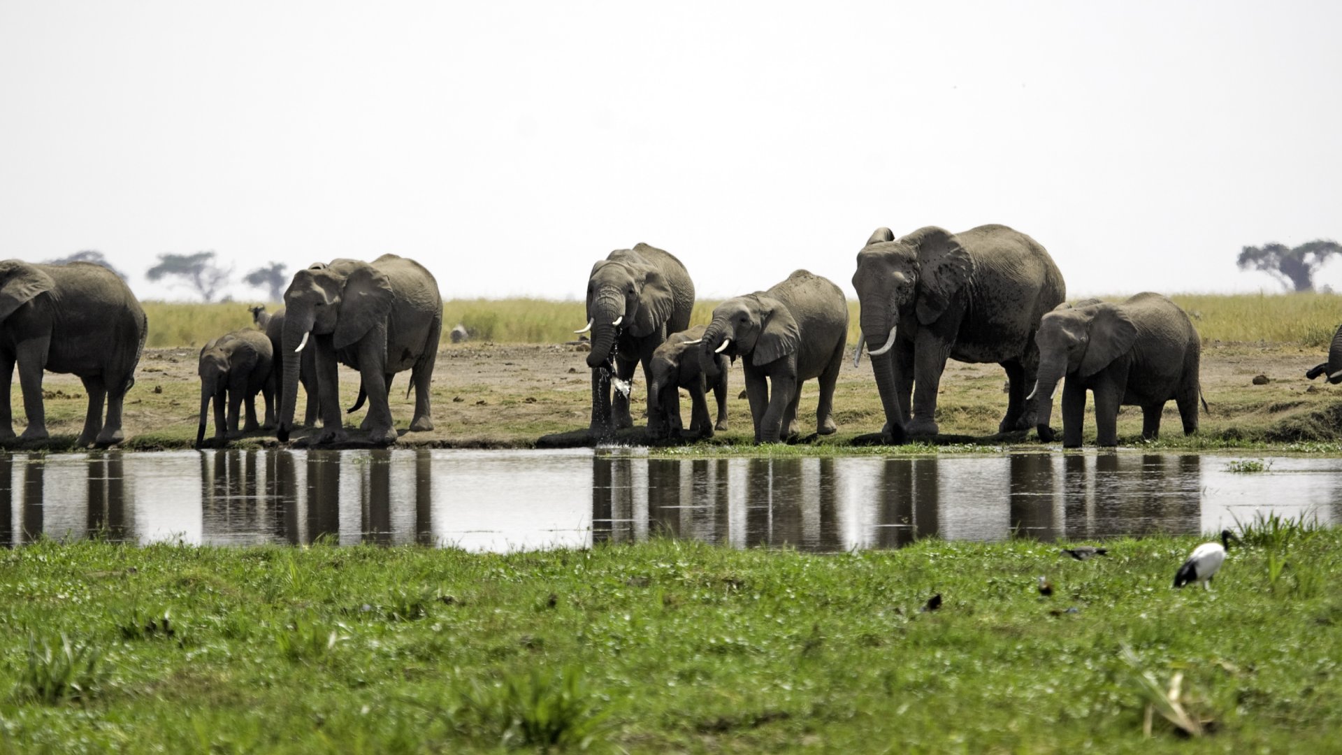 Elephants Drinking