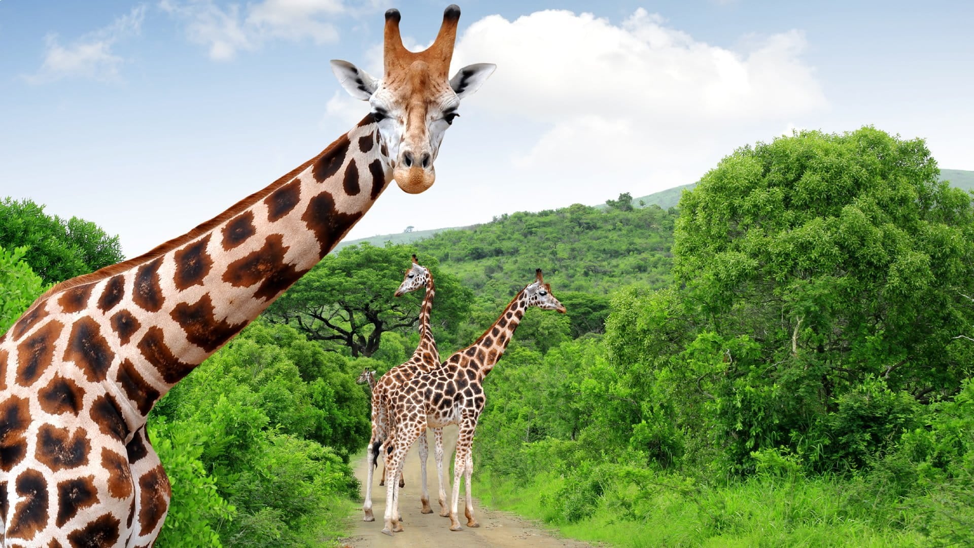 Giraffes in Kruger National Park, South Africa