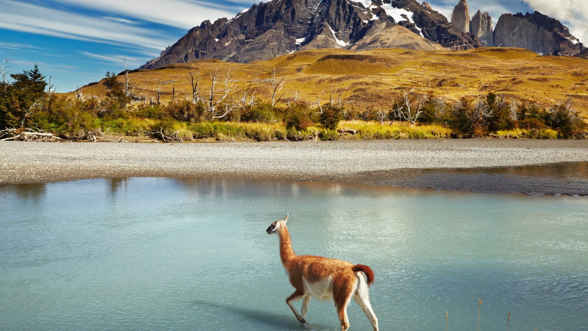 Guanaco crossing the river in Torres del Paine National Park, Chile