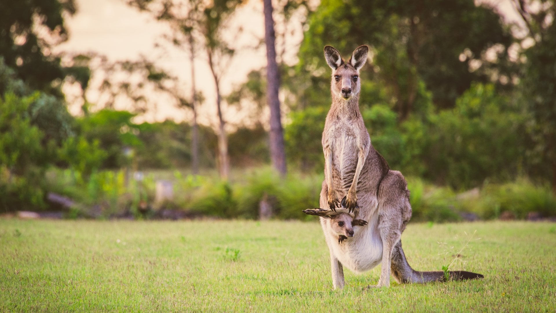 Australia Kangaroo with Baby Australia