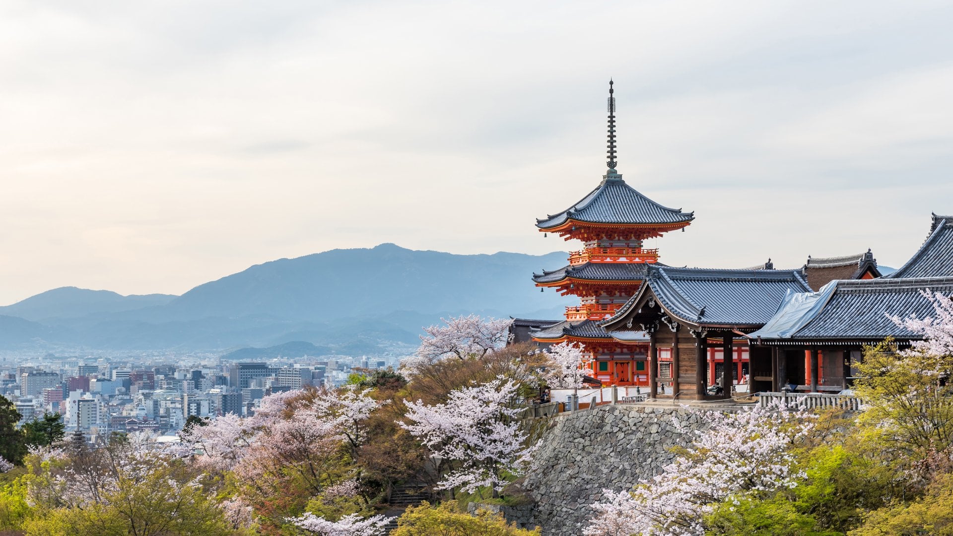 Kiyomizu-dera Temple and cherry blossom season (Sakura) spring time in Kyoto, Japan