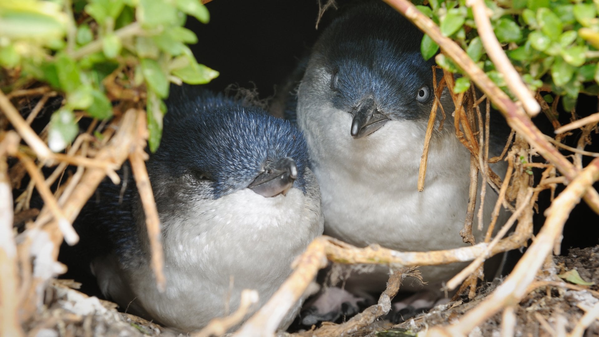 Little Penguins breeding in their Nest in Wildlife. The little penguin is the world’s smallest penguin species and the only penguin permanently found in Australia.