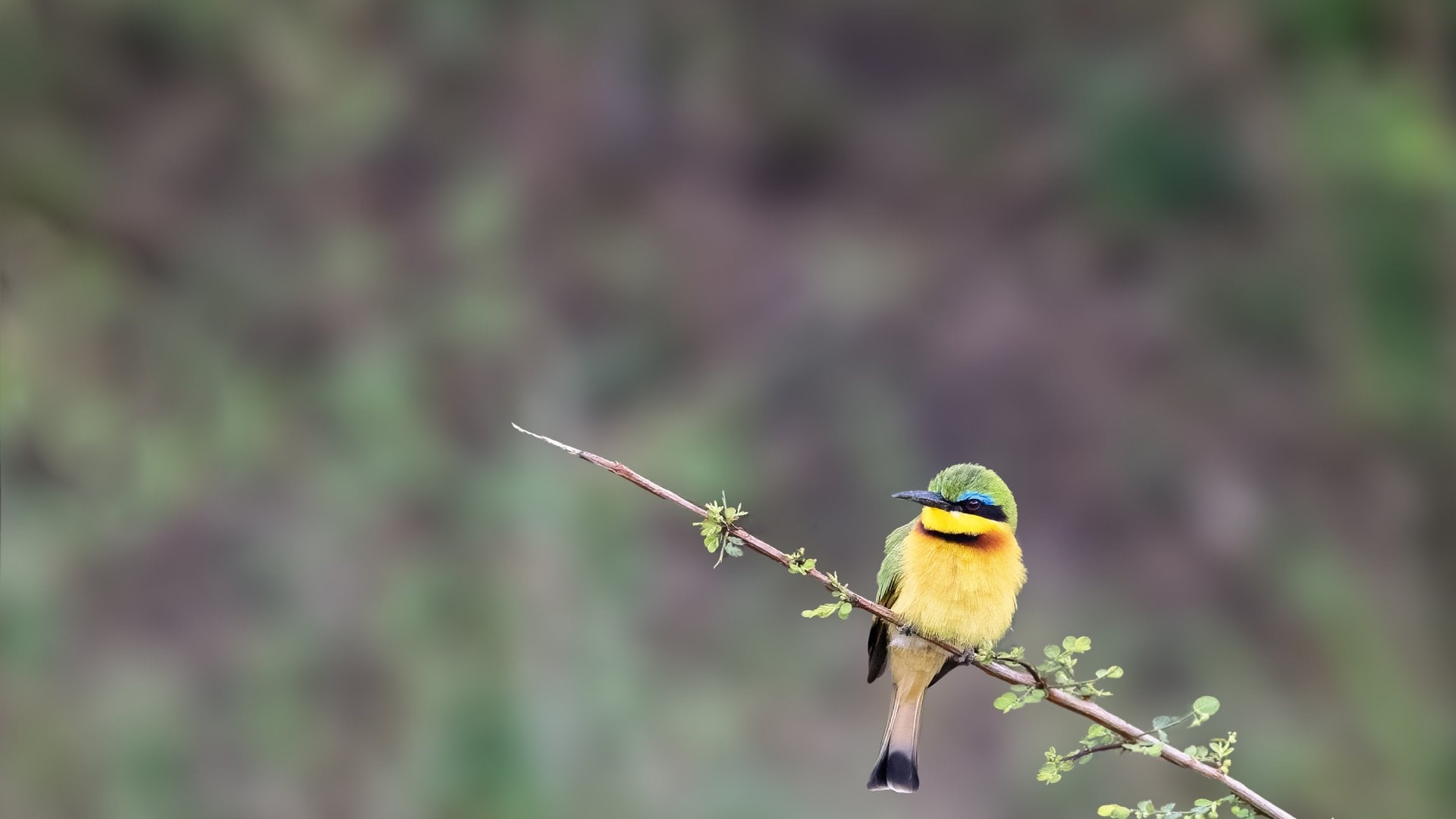 Little bee-eater, merops pusillus, perched on a branch at the edge of the Mara river, Masai Mara