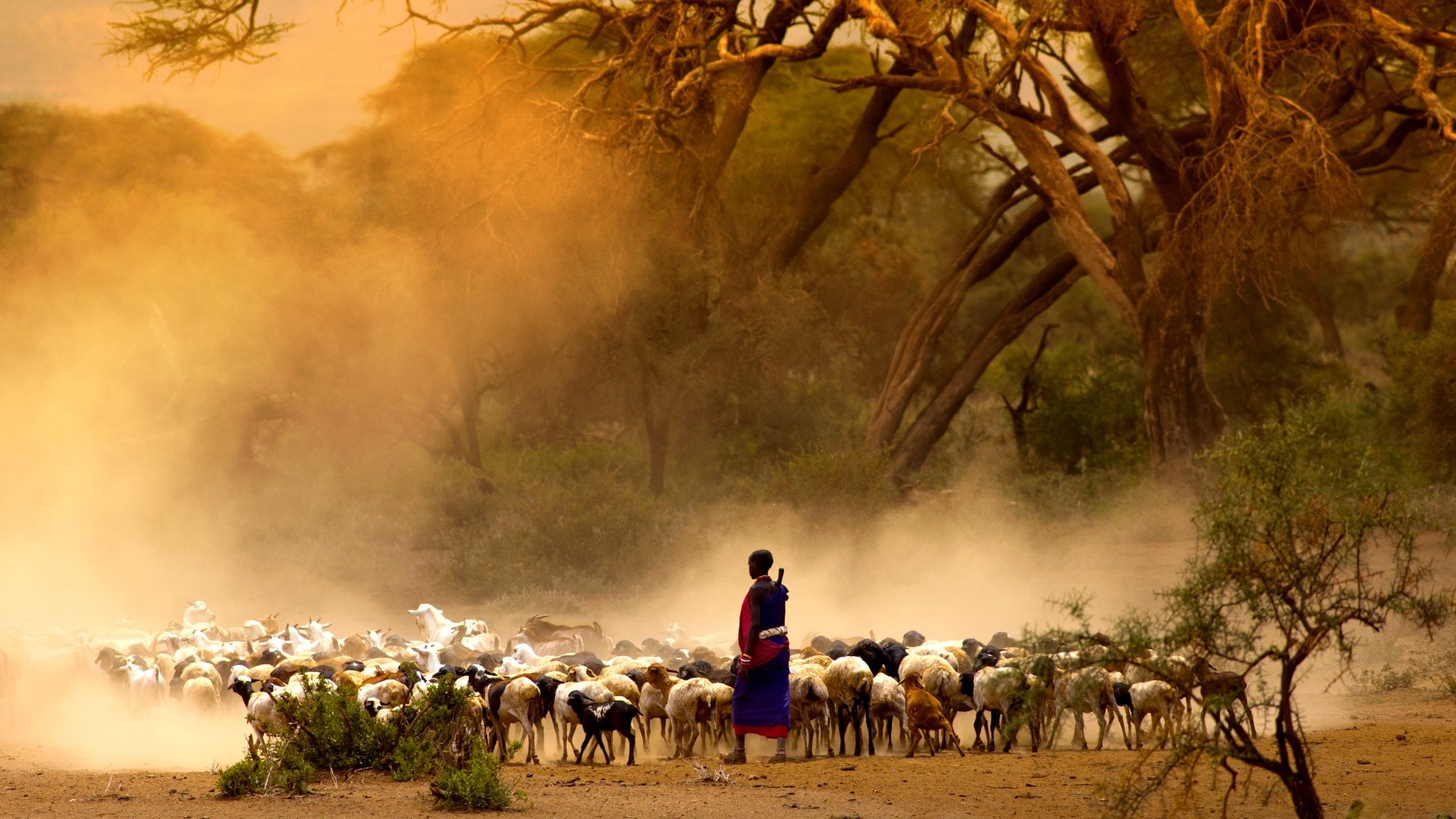 Maasai Shepherd Leading Flock of Goats, Kenya, East Africa