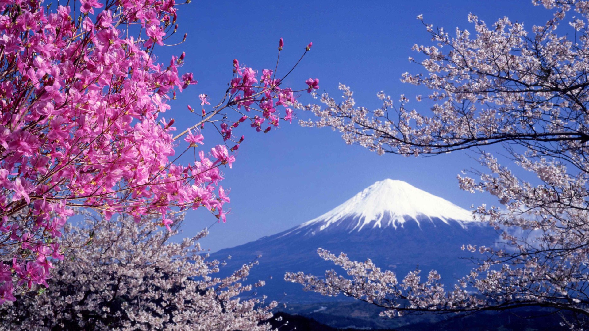 Pink cherry blossoms frame Mt. Fuji in the background in Shizuoka, Japan.