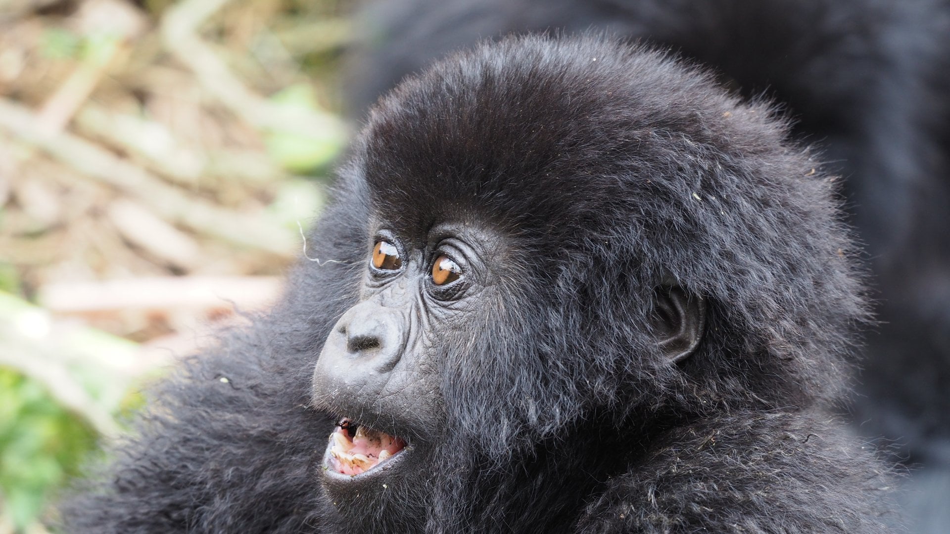 Mountain Gorillas in the Volcanoes National Park, in Rwanda