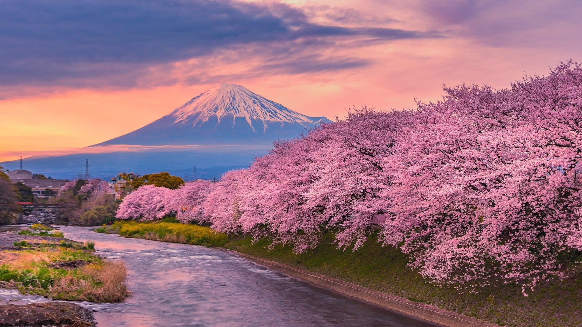 Mountain fuji in cherry blossom season during sunset