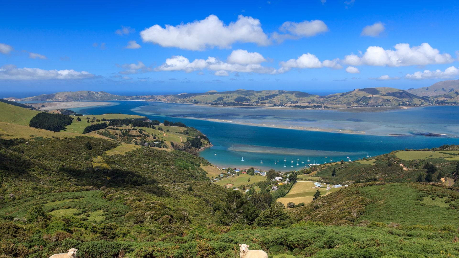 Otago Peninsula, Dunedin, New Zealand
