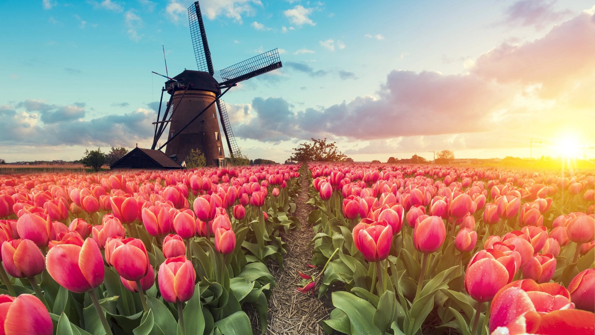 Pathway leading to the windmills of Kinderdijk, near Rotterdam, Netherlands