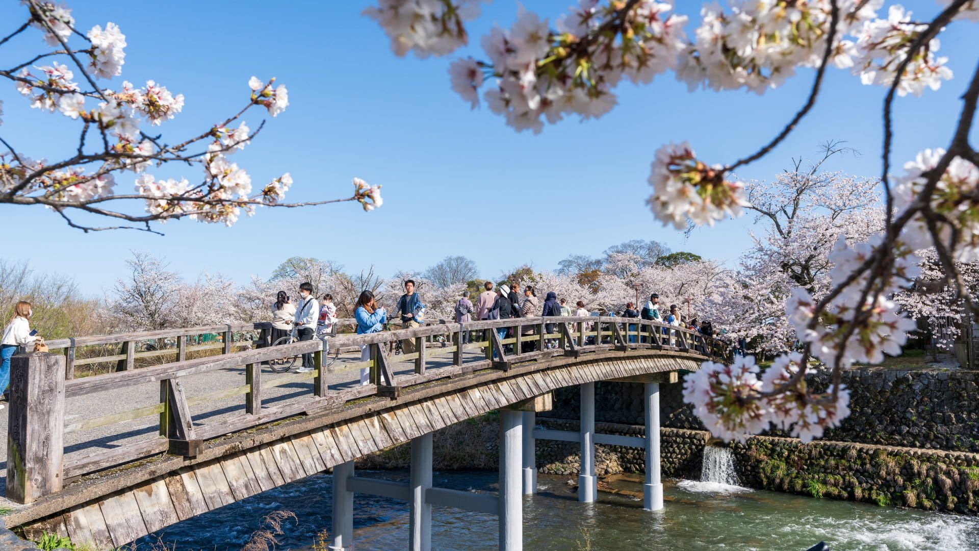 People enjoying cherry blossoms along the Katsura River and Nakanoshima Bridge in Arashiyama district.
