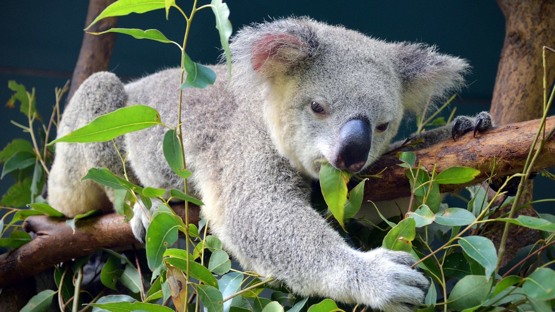 Picture of a koala lounging in a tree, eating eucalyptus leaves in Australia.