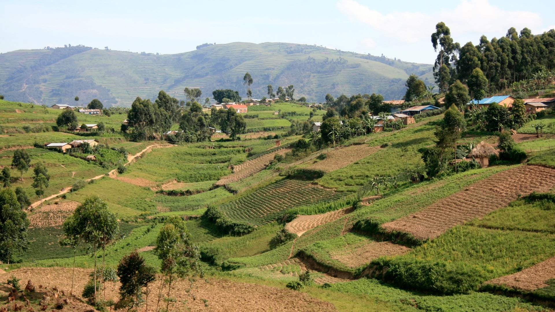 Kisoro District, Uganda Rice Fields in Kisoro District in Uganda - The Pearl of Africa