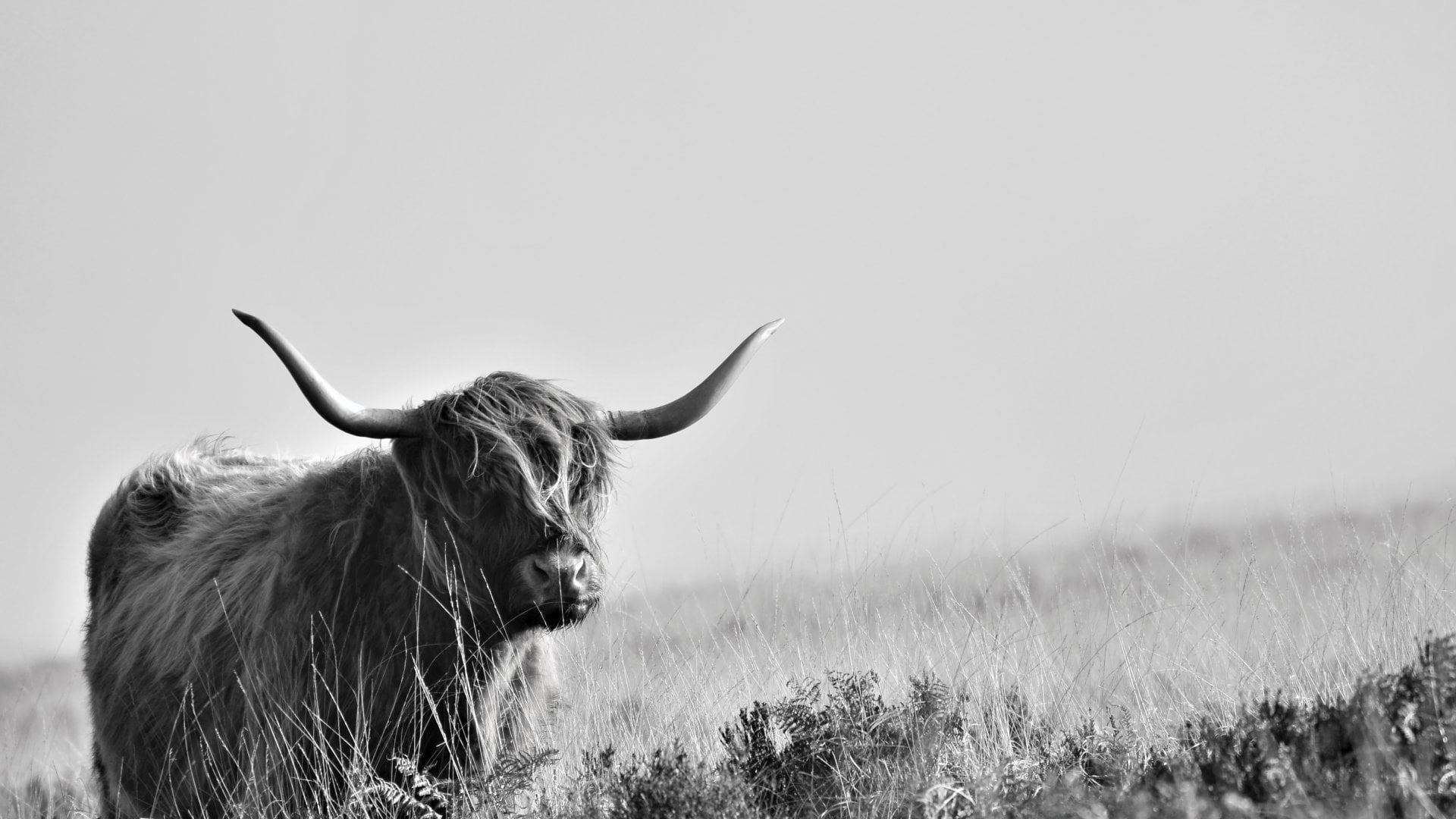 Scottish highland cow stands in a field