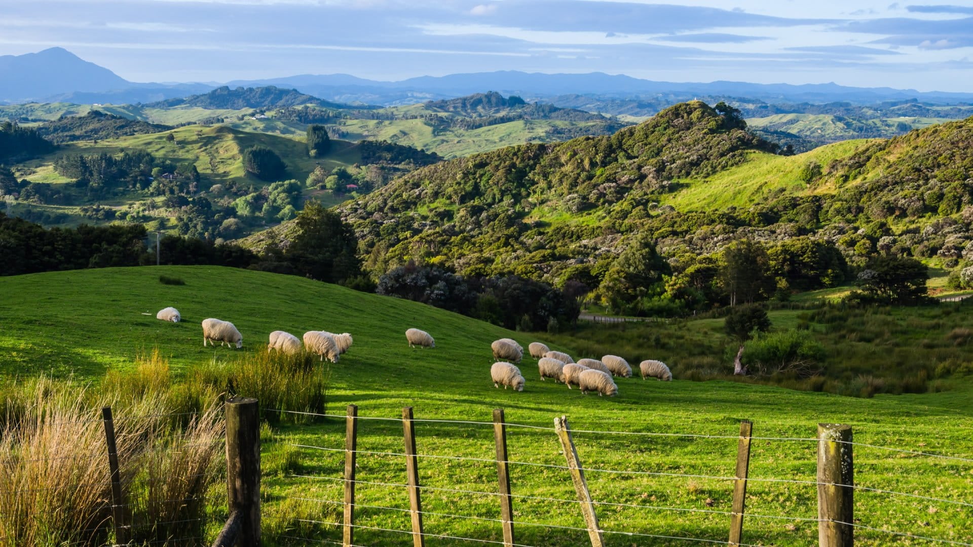 Sheep Eating Grass on the Mountains of the North Island of New Zealand