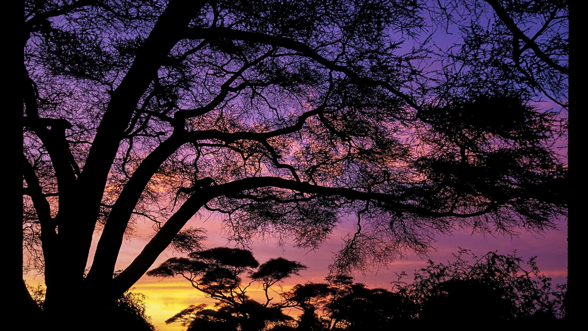 Sunrise at Amboseli National Park in Kenya with trees and Mount Kilimanjaro.