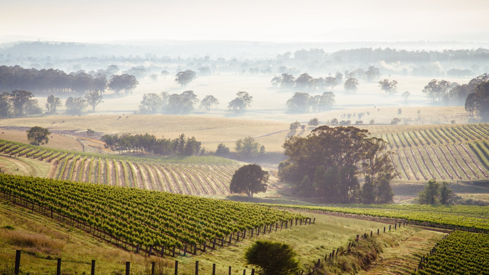 Sunrise over Hunter Valley vineyards, New South Wales, Australia