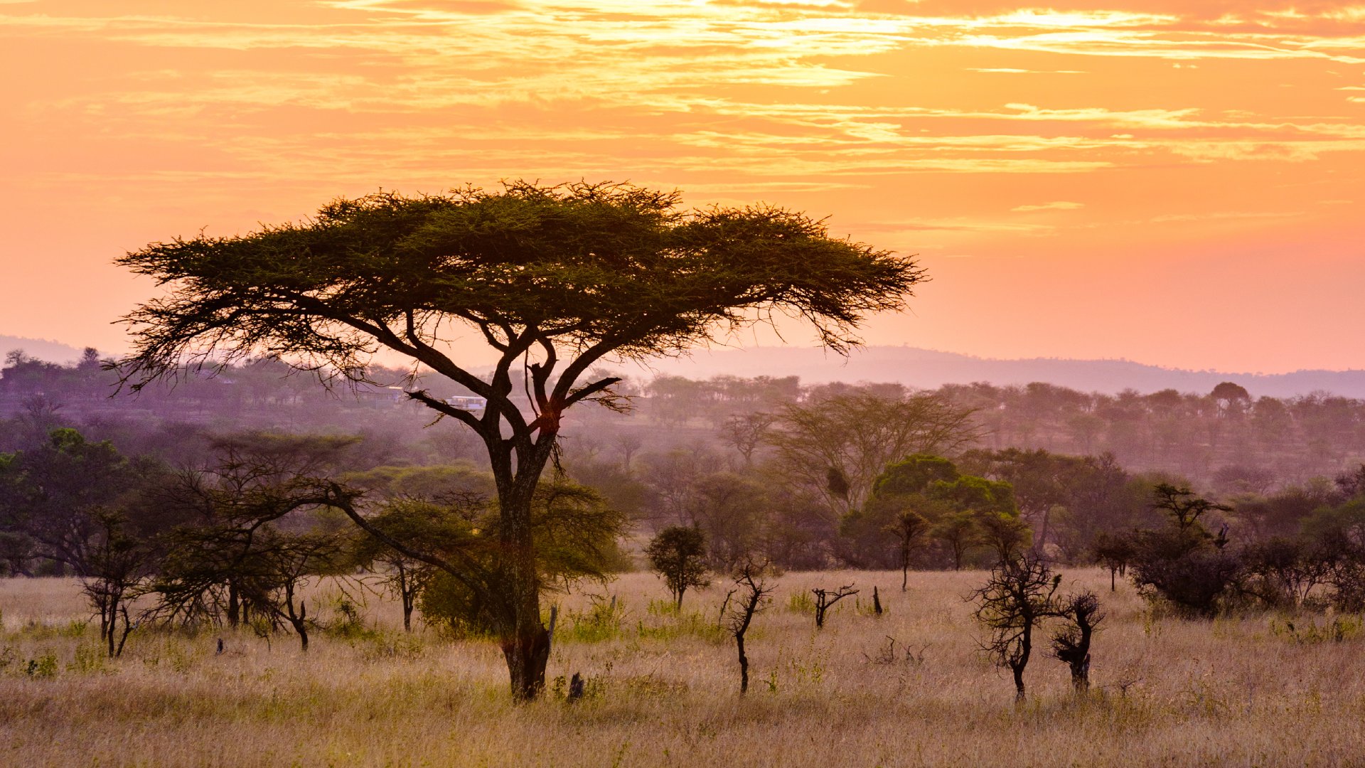Sunset in savannah of Africa with acacia trees, Safari in Serengeti of Tanzania