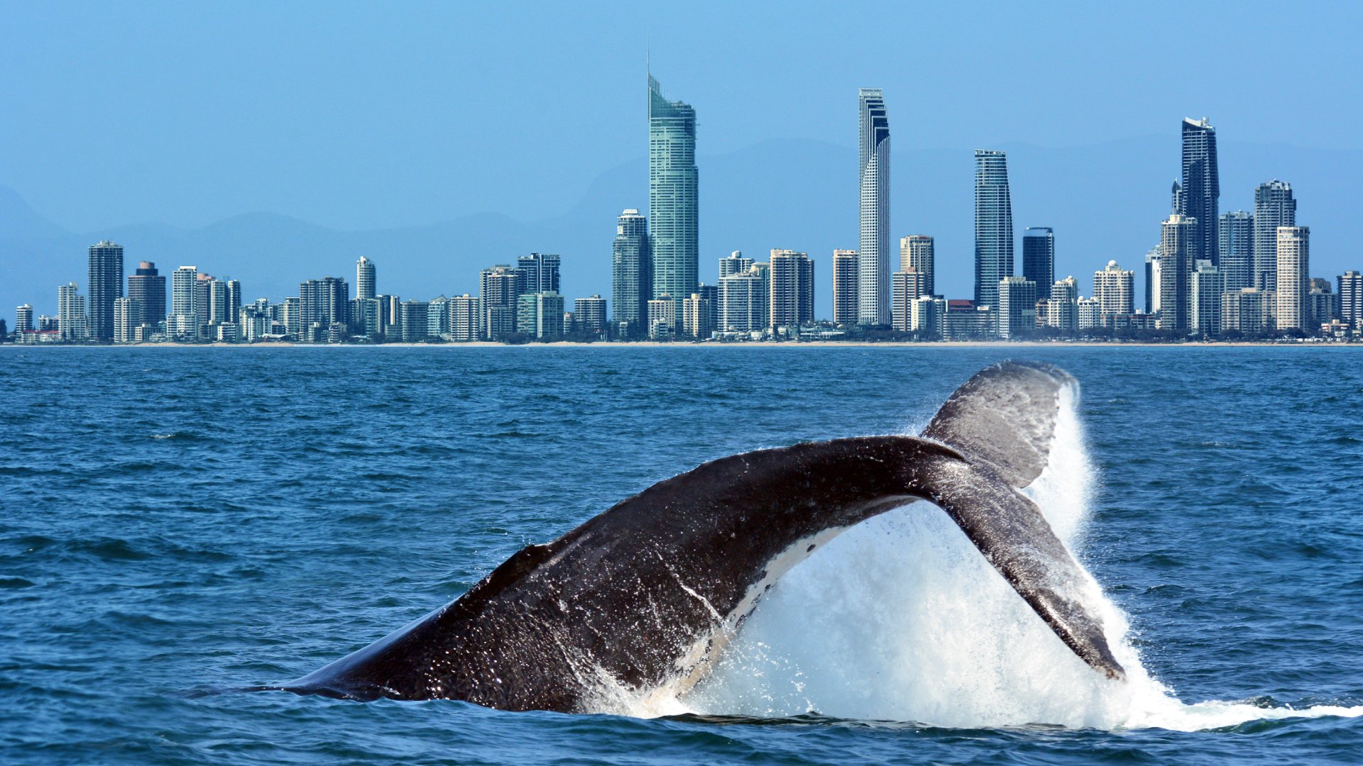 Tail of a Humpback Whale Rises Above the Water Against Surfers Paradise Skyline in Gold Coast, Queensland, Australia