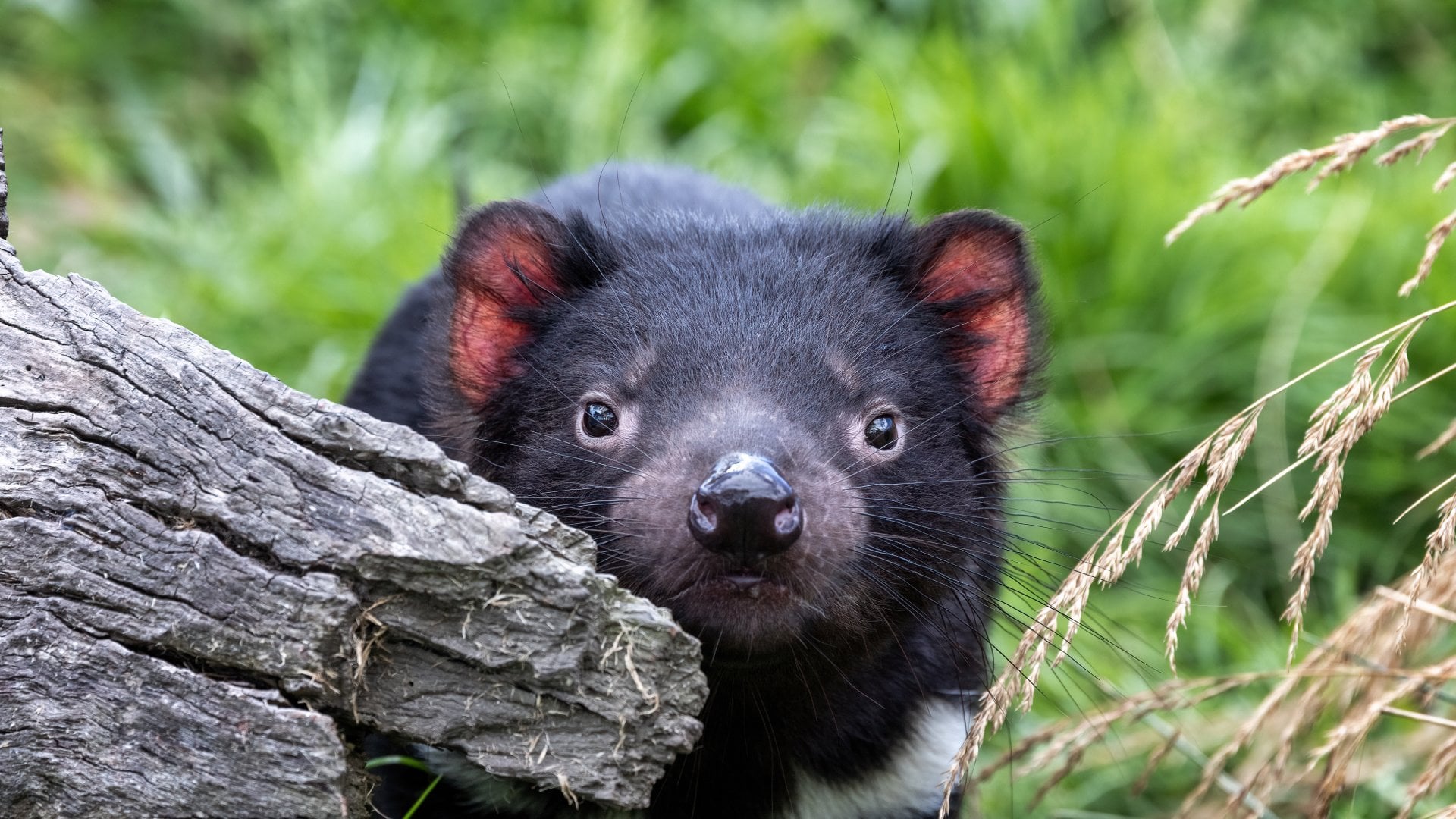 Tasmania, Australia Tasmanian Devil, Sarcophilus harrisii, the largest carnivorous marsupial and an endangered species found only in Tasmania and New South Wales, Australia.