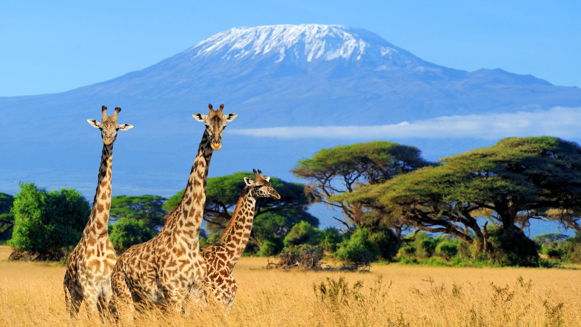 Three giraffe with Mt Kilimanjaro in background in Amboseli National Park, Kenya
