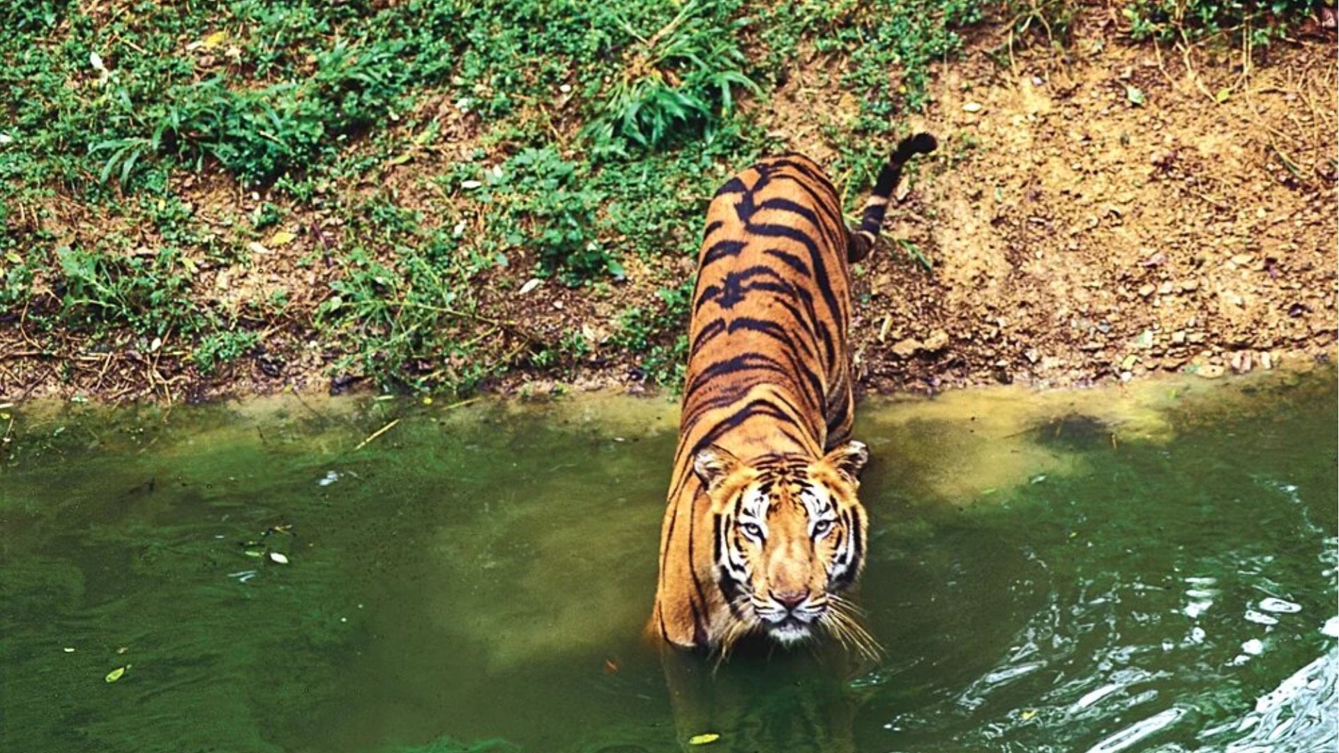 Tiger in Stream, India