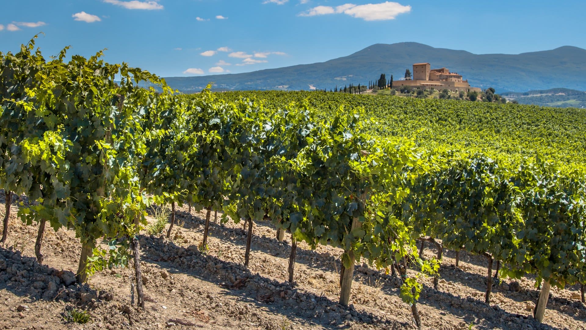 Vineyard with Rows of grapevines 