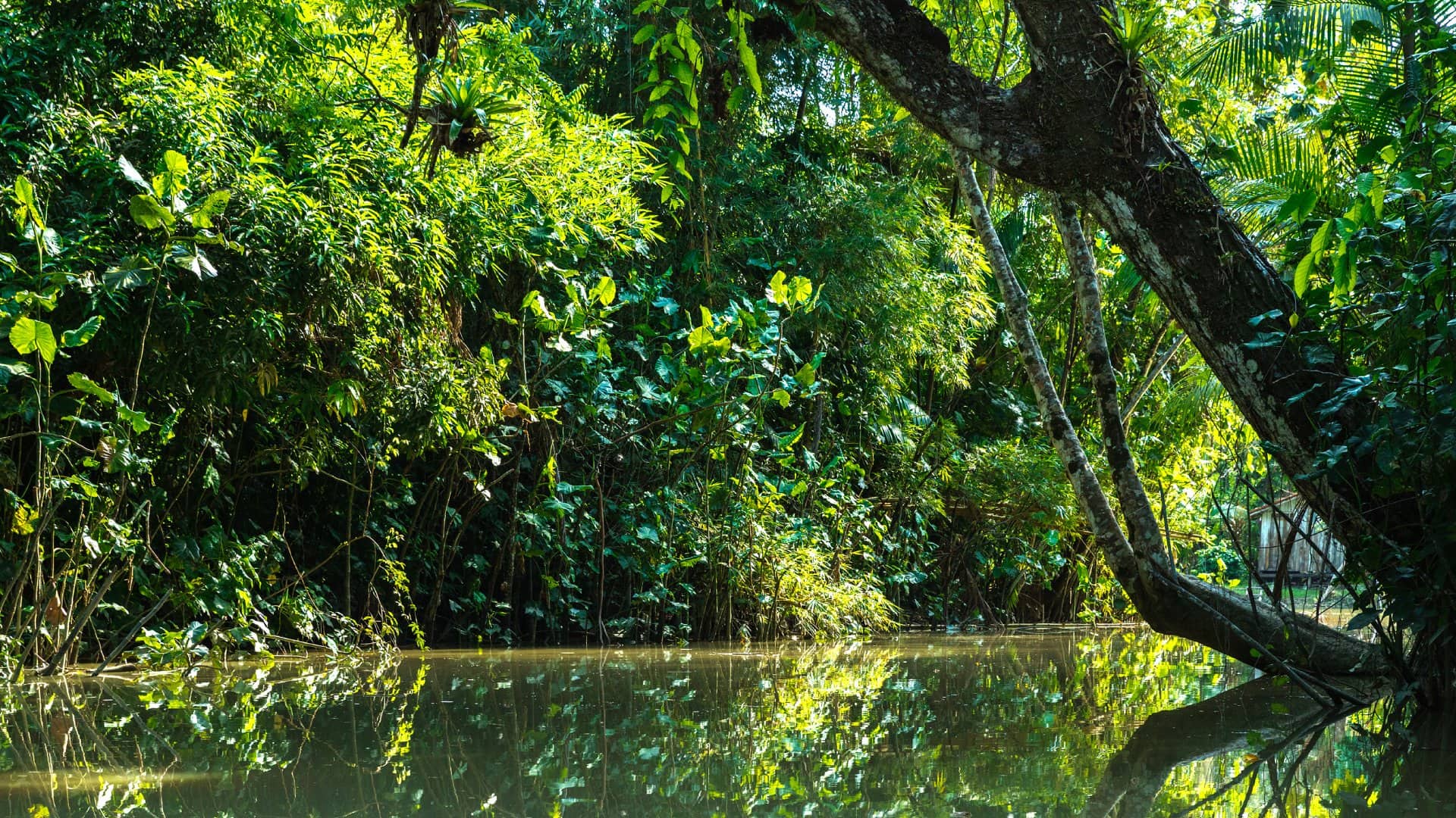 Wetlands in Belem do Para, Brazil