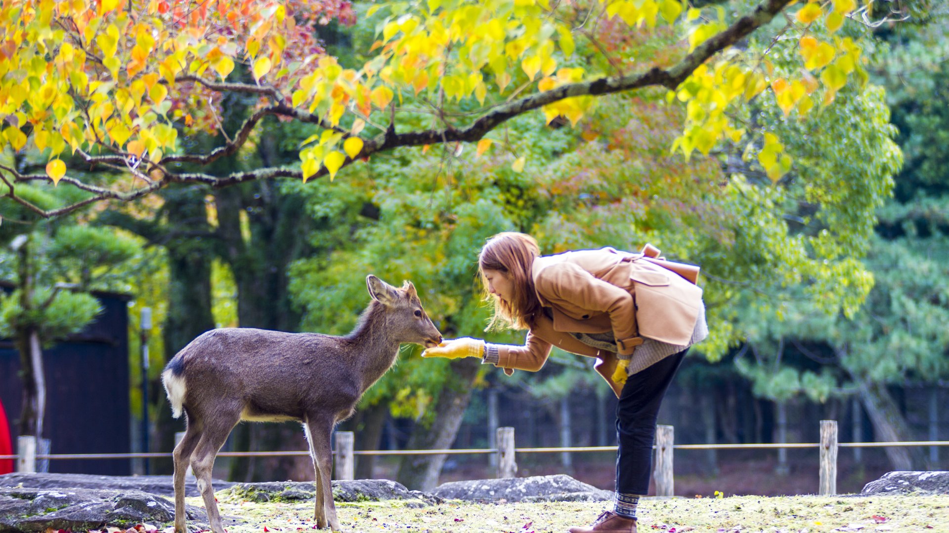 Nara Park, Japan Woman Feeding Sika Deer in Nara Park, Japan