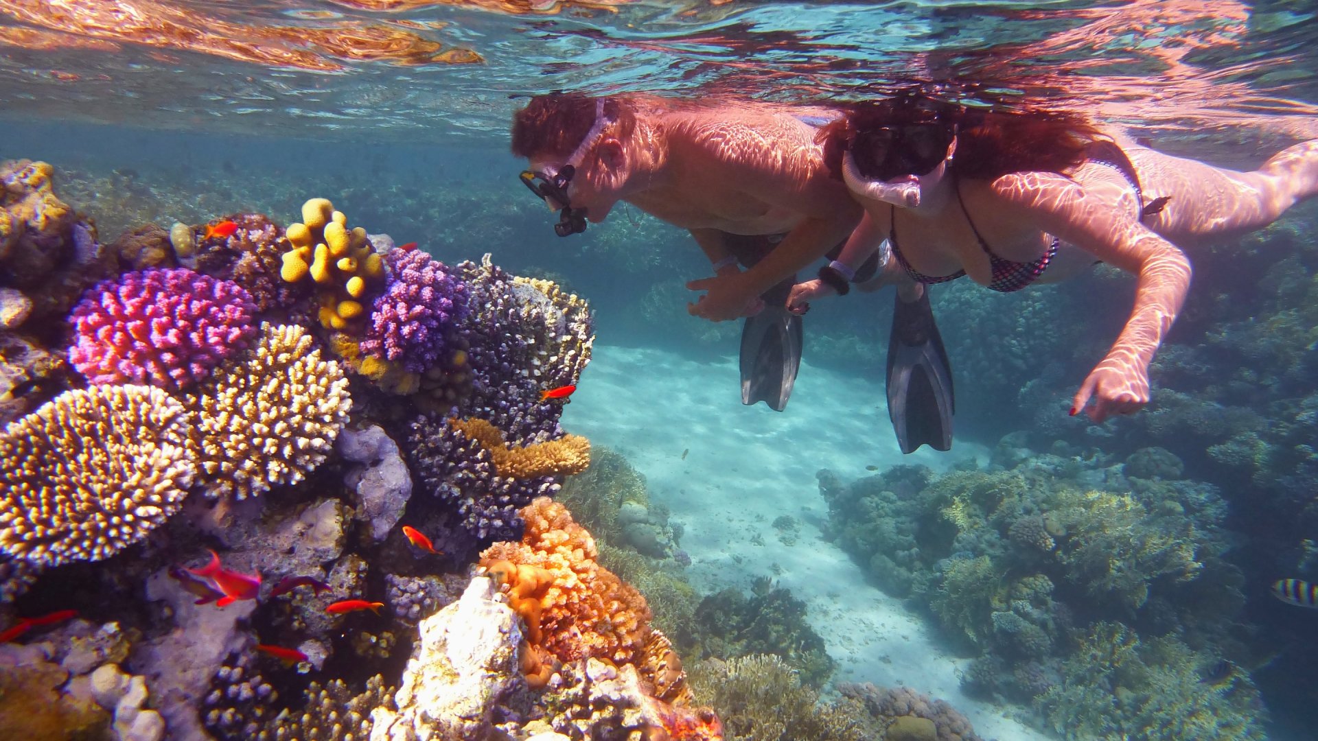 Young couple snorkeling and admiring colourful coral reef, Great Barrier Reef, Queensland, Australia