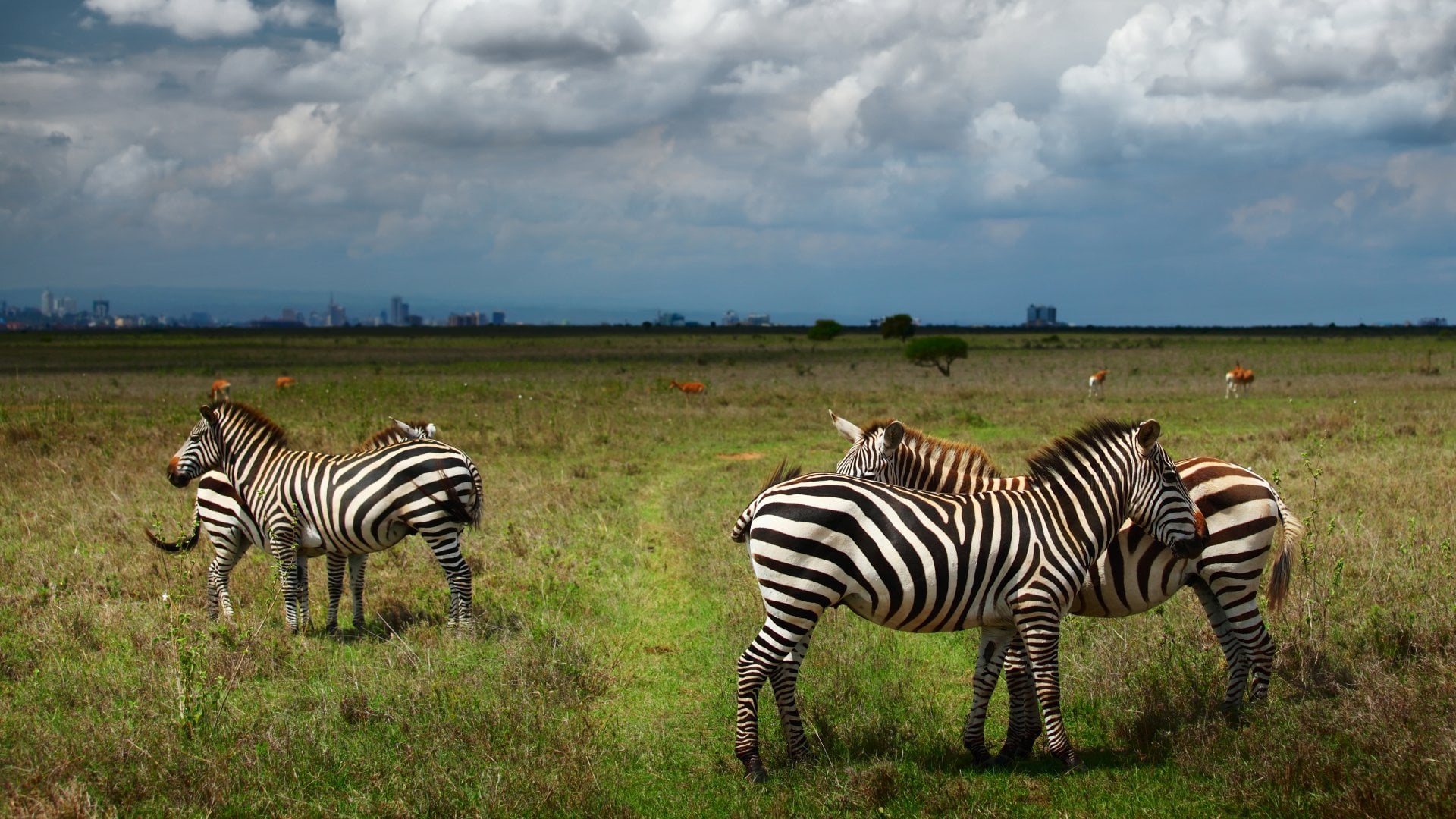 Zebras in Savanna of Nairobi National Park, Kenya