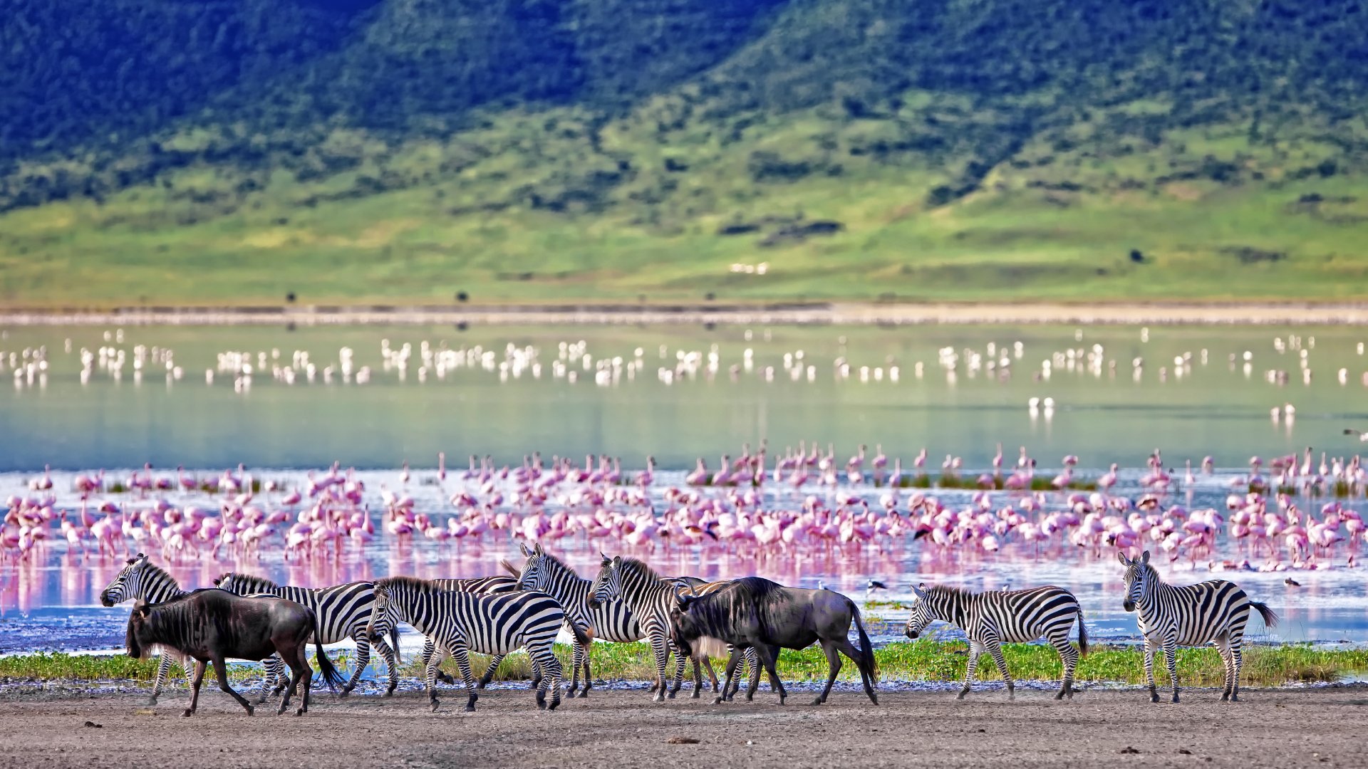 Zebras and wildebeests walking beside the lake in the Ngorongoro Crater, Tanzania, flamingos in the background