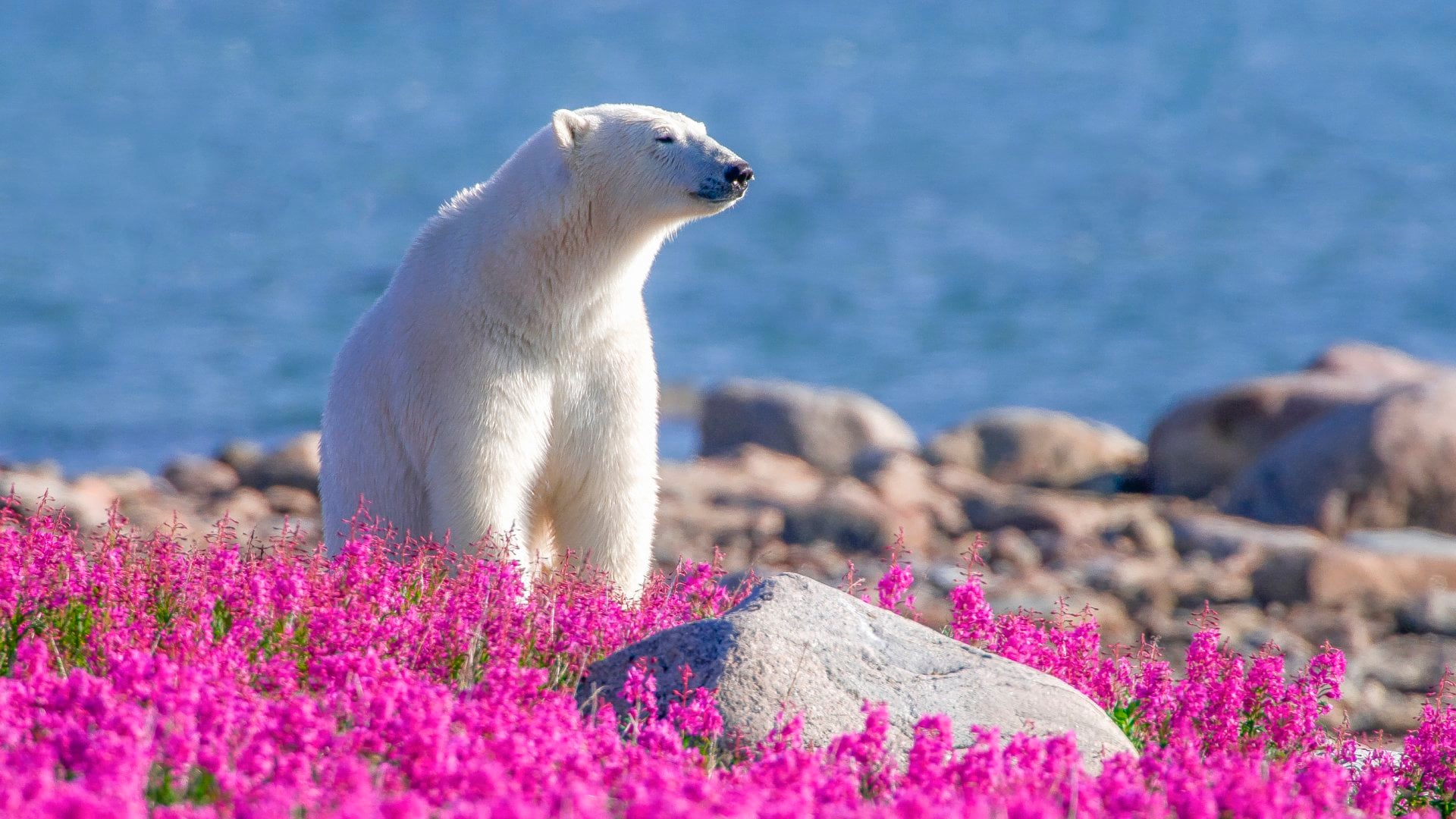 a polar bear on fireweed in the summer