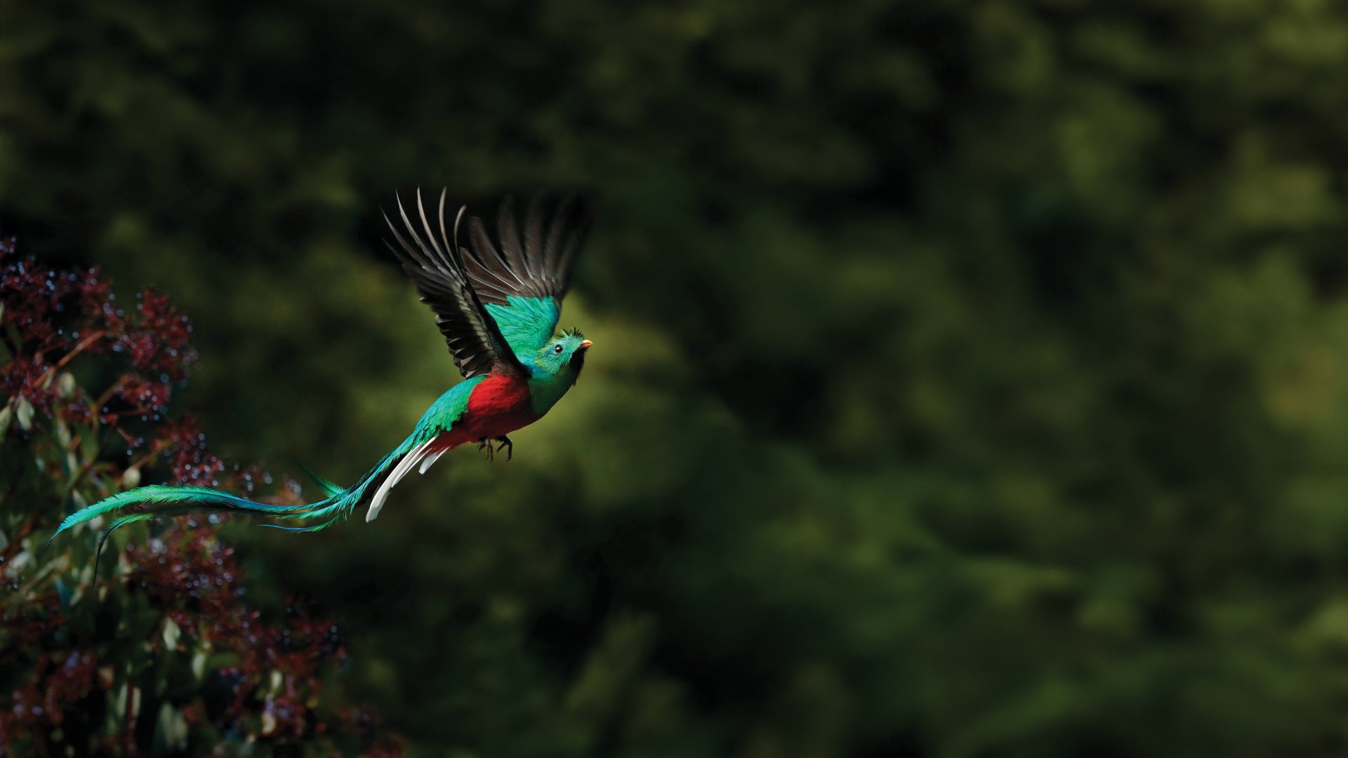 a resplendent quetzal flying through the air against jungle background