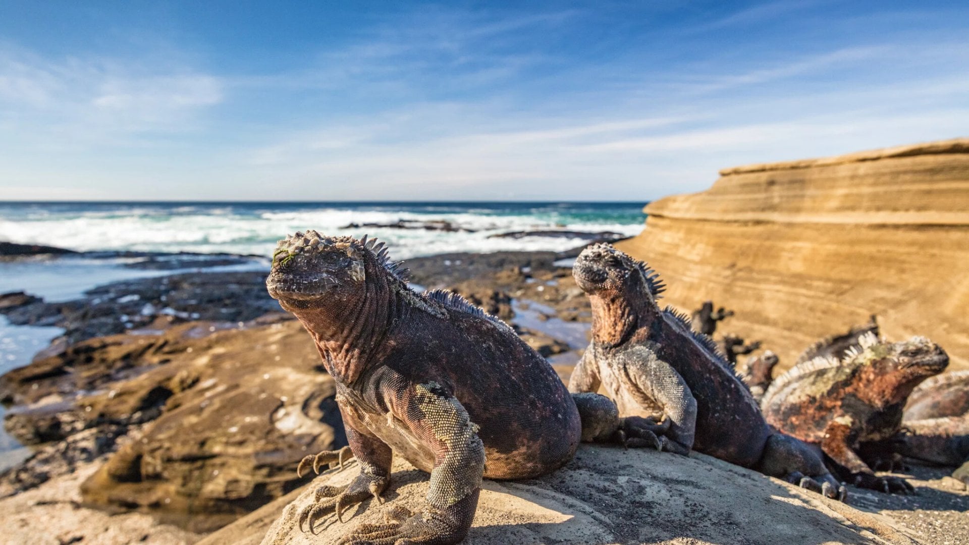 iguana on rocks near the ocean
