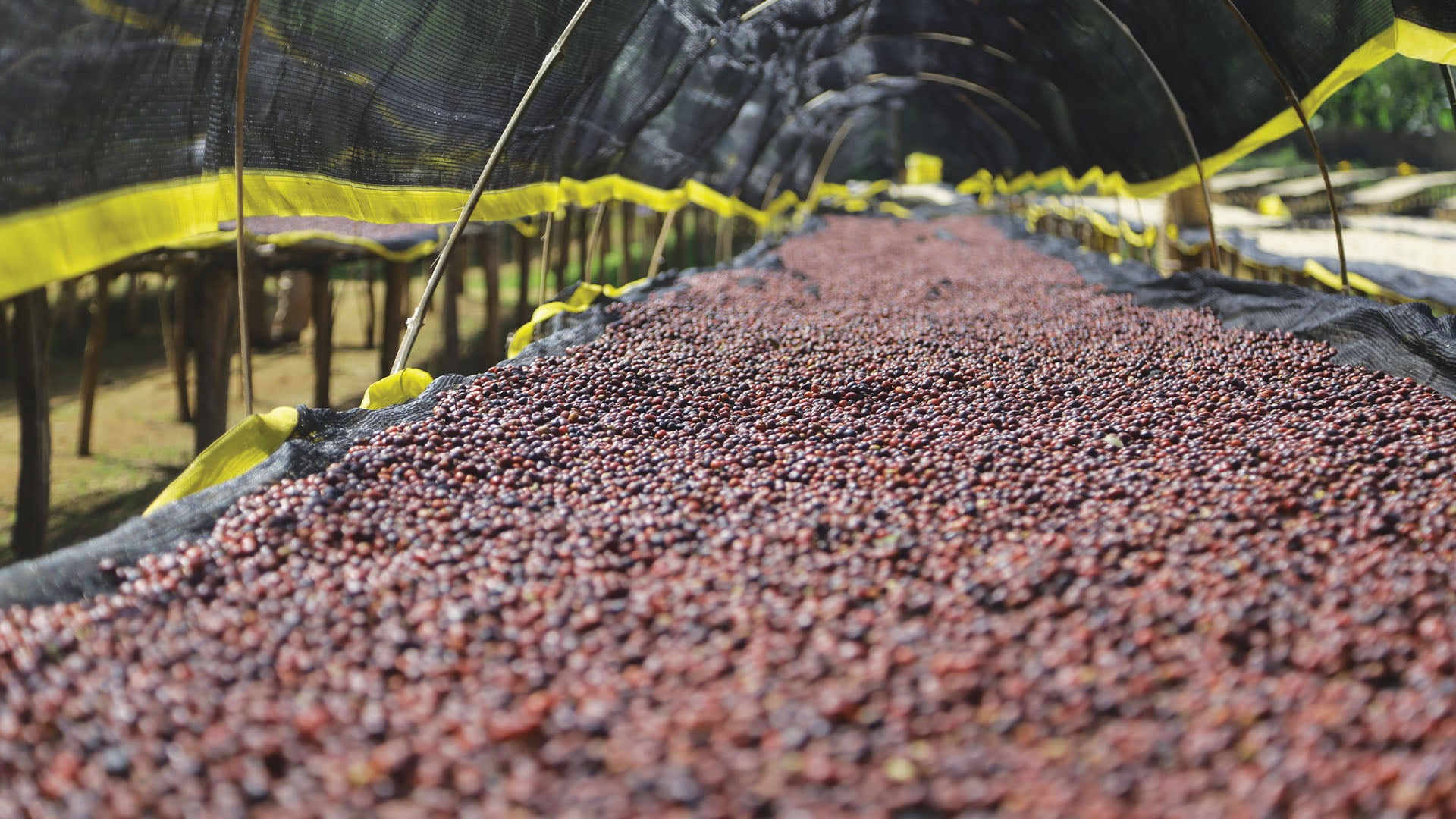 Ethiopia A bunch of harvested fresh coffee beans on a farm in Ethiopia.