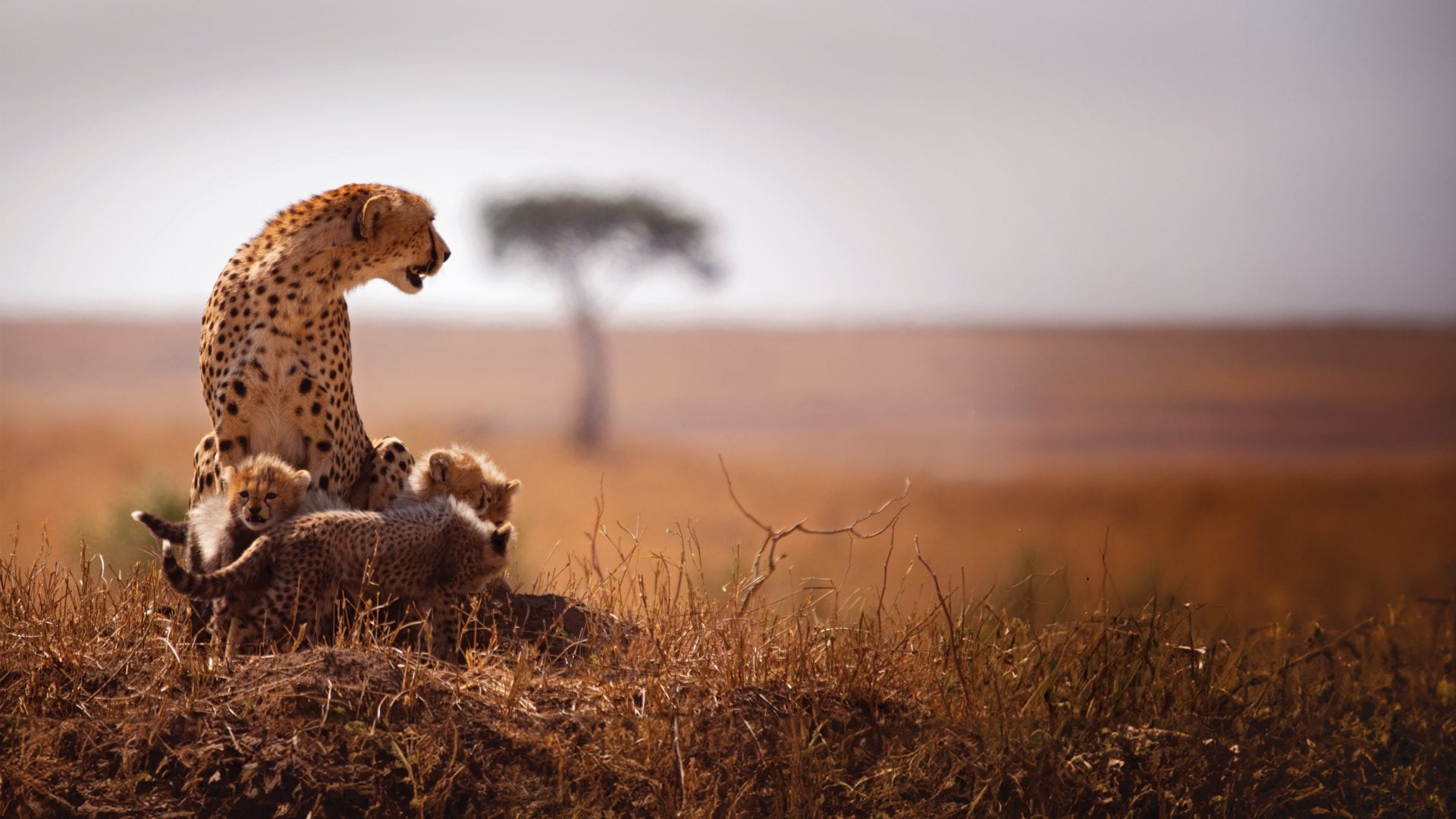 a cheetah mother and her cubs huddle on the African prairie