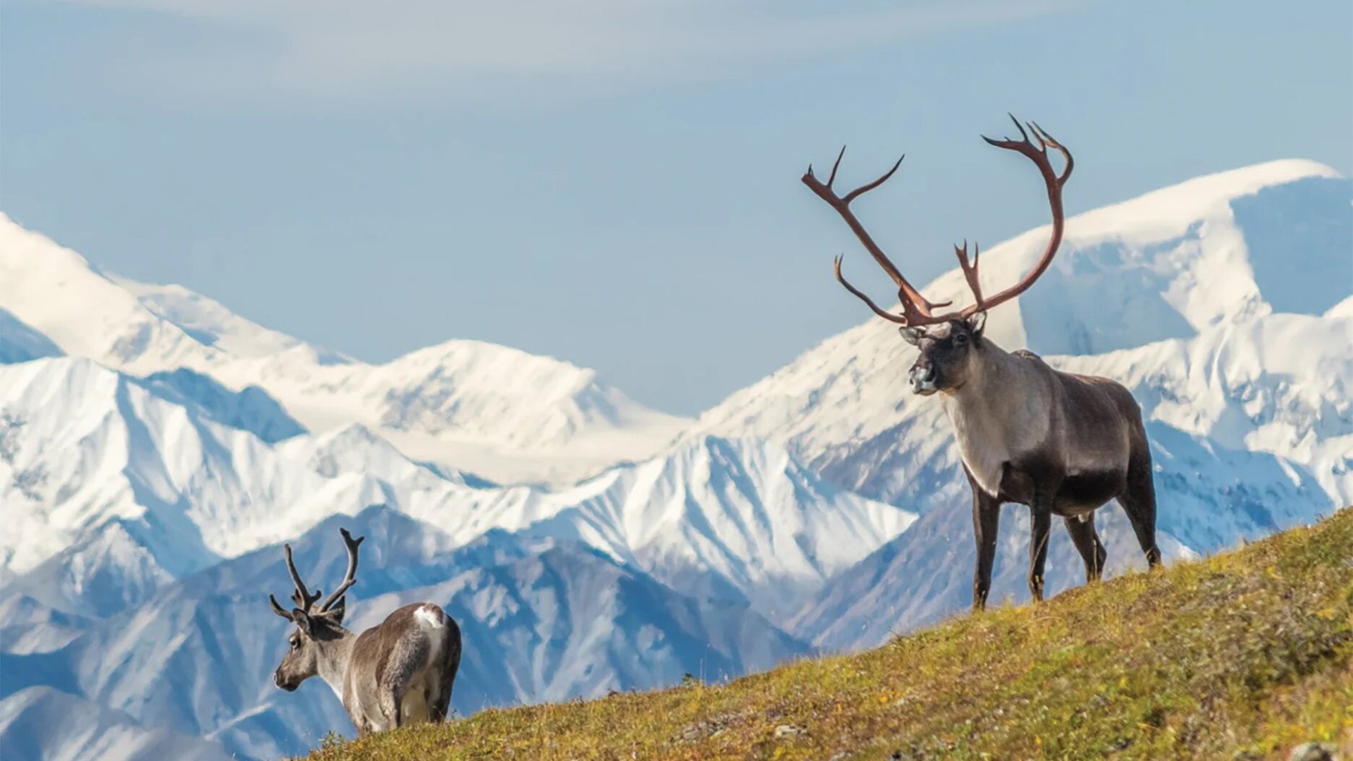 two caribou standing on a grassy hill with snow-capped mountains in the background