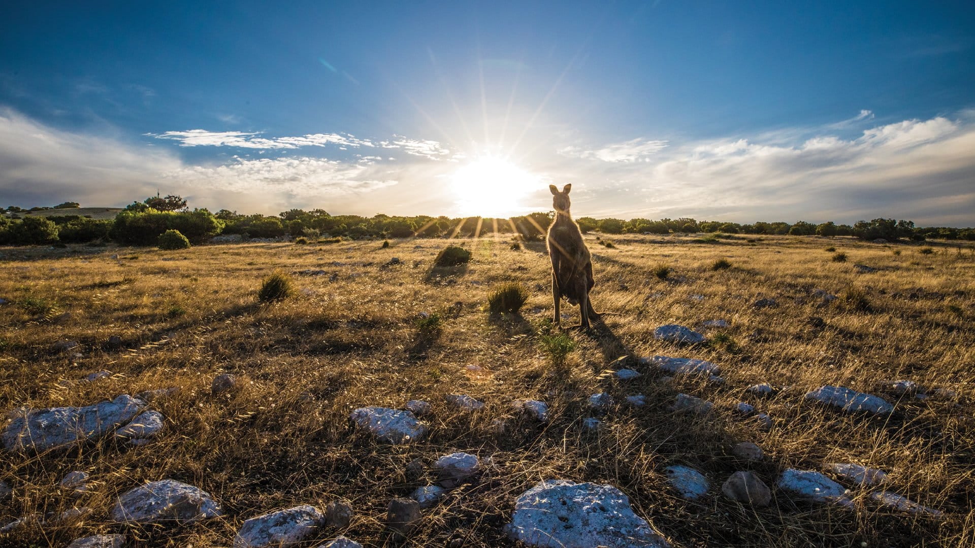 kangaroo in a field with sun on the horizon