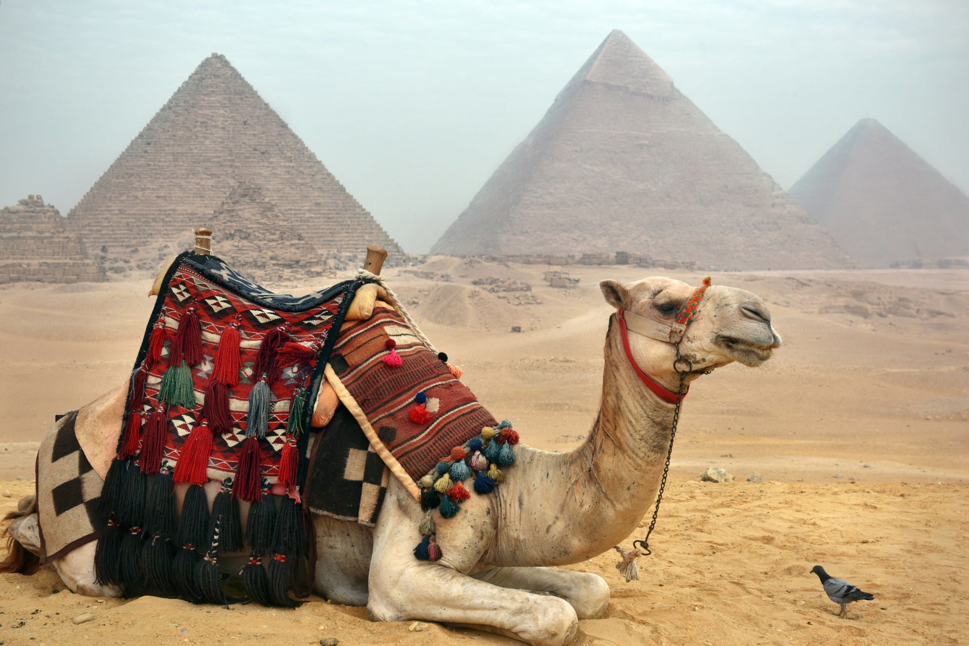 A camel and pigeon at the pyramids at Giza in Cairo. Egypt
