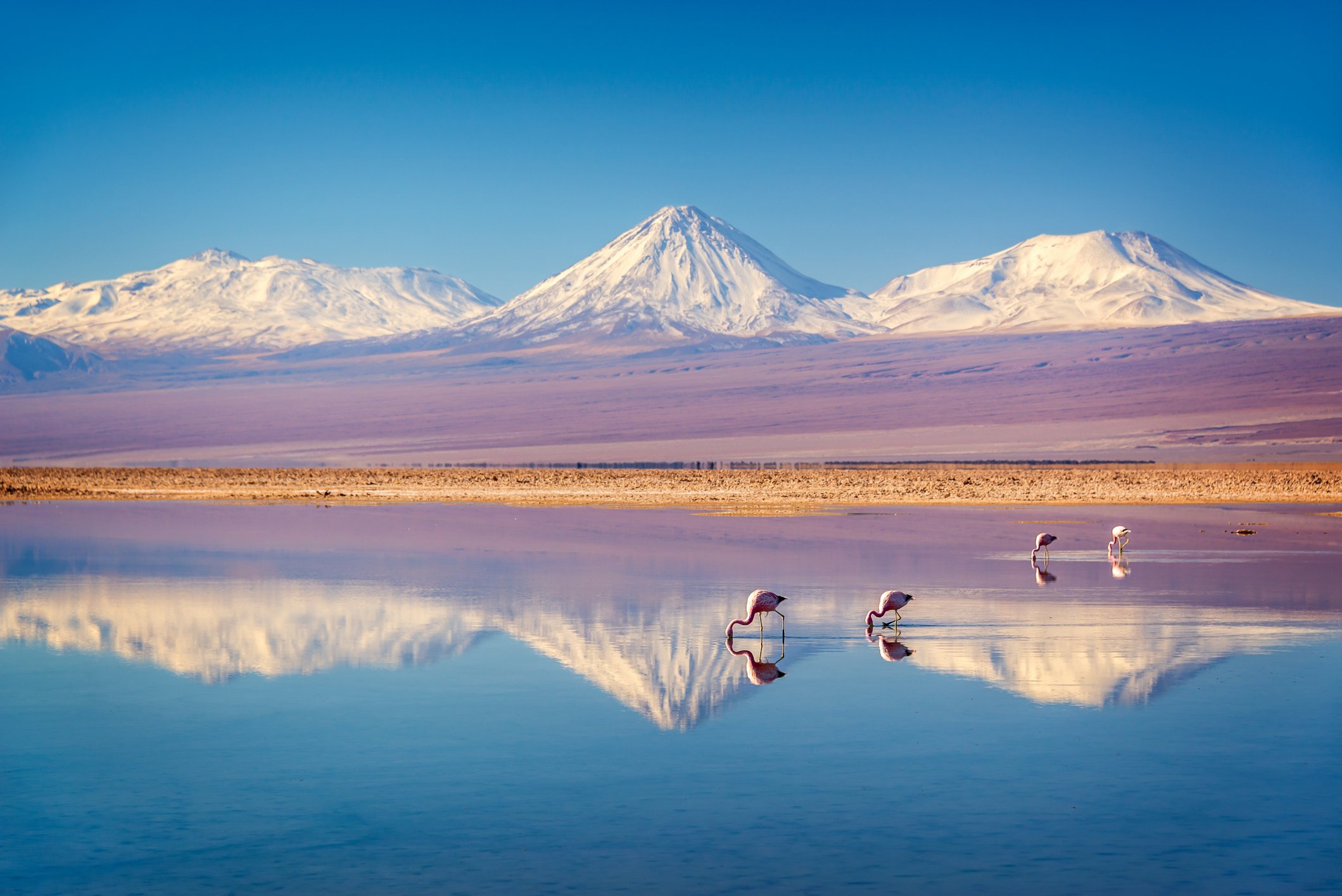 Birds drinking in a lake in the Atacama Desert.