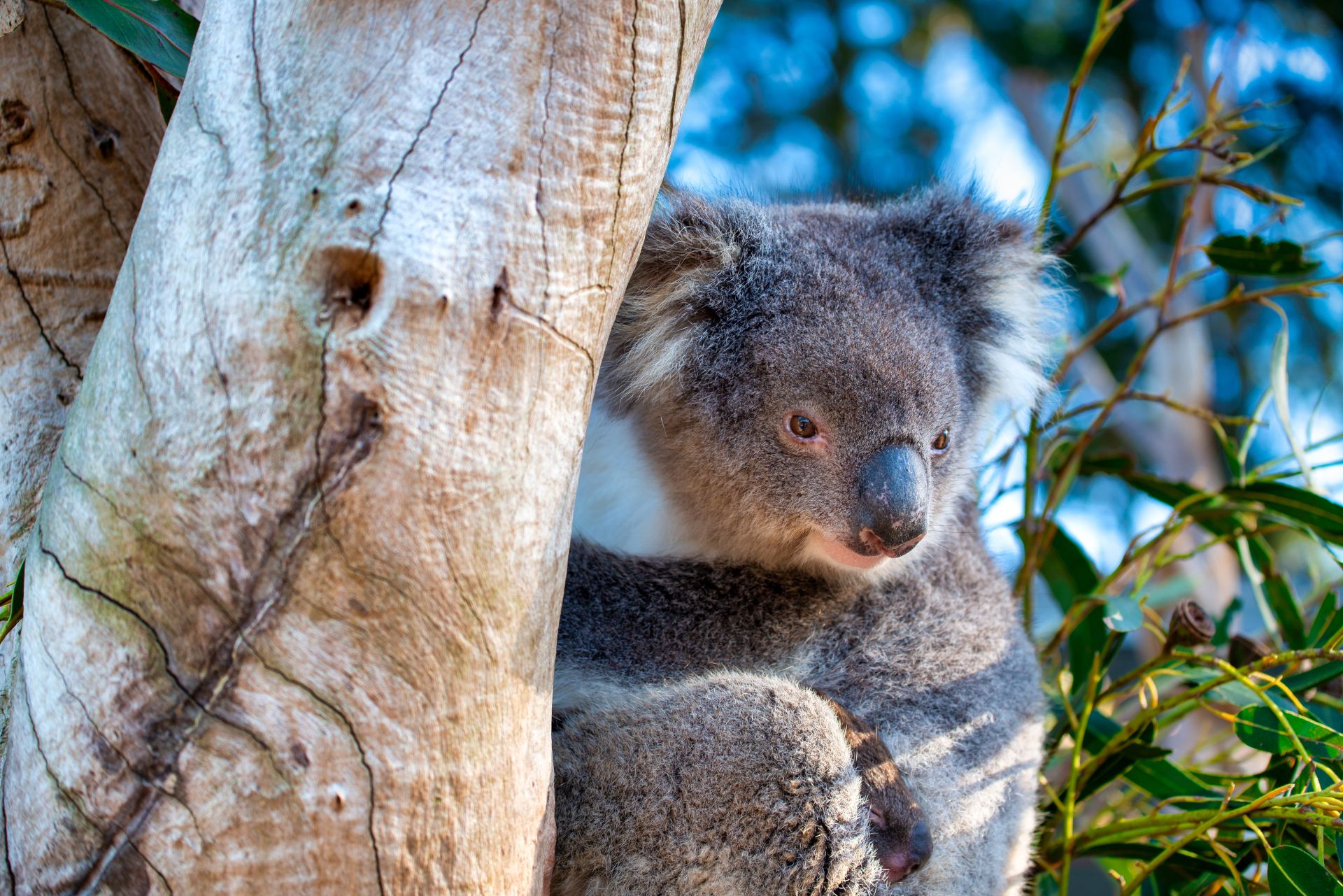 Beautiful koala relaxing on the Eucalyptus tree against blue sky