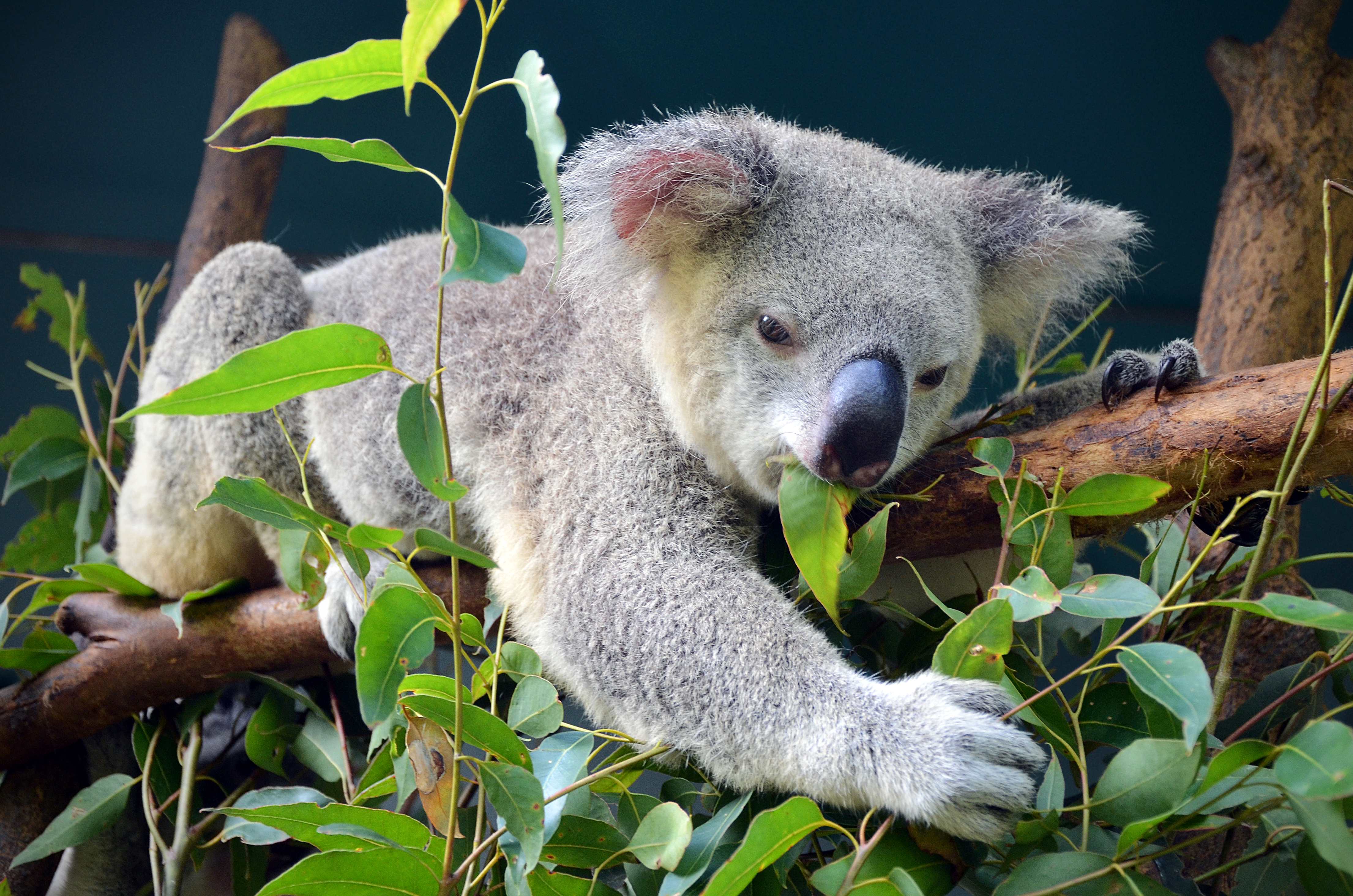 Picture of a koala lounging in a tree, eating eucalyptus leaves in Australia.