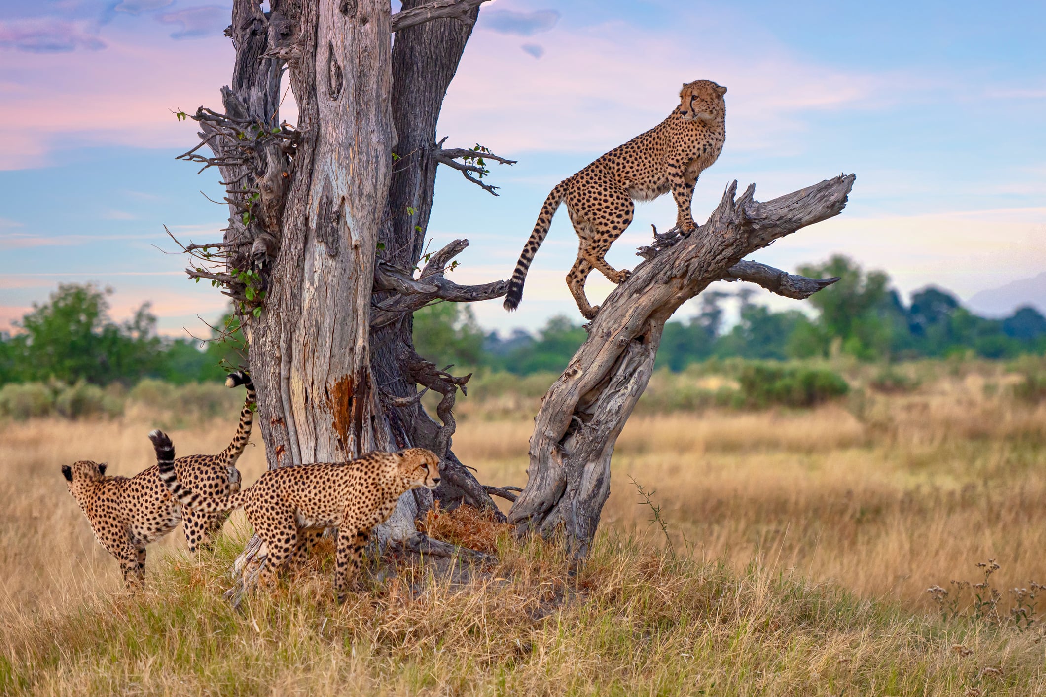 Three male Cheetahs at a dead tree (Acinonyx jubatus), Botswana.