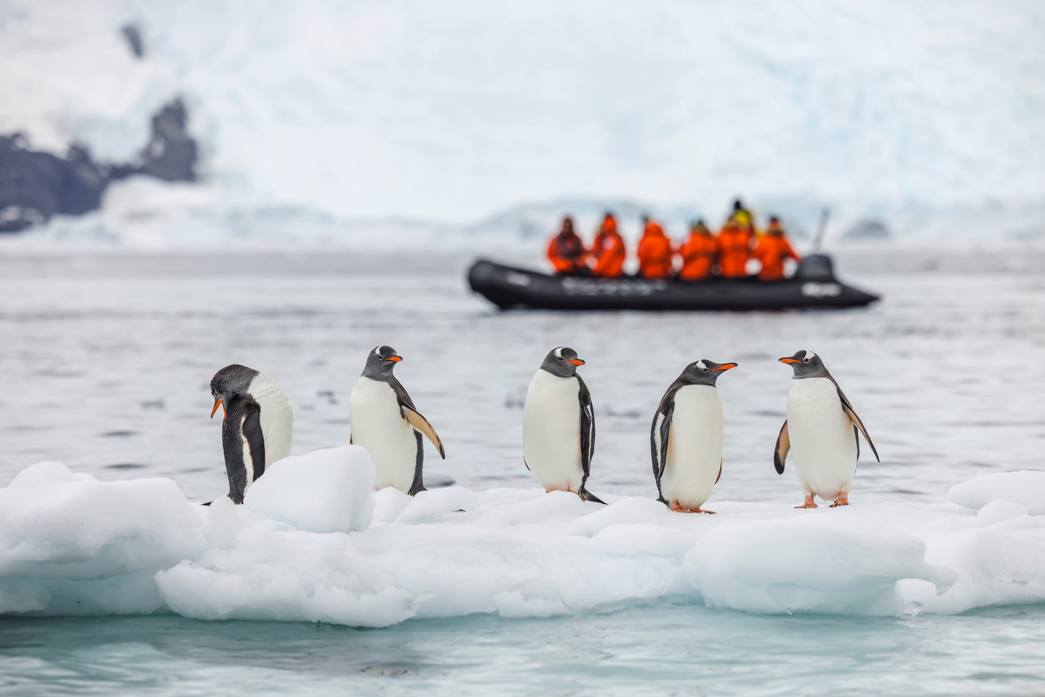 Gentoo penguins (Pygoscelis papua) on an ice floe with tourists on a Zodiac cruise.