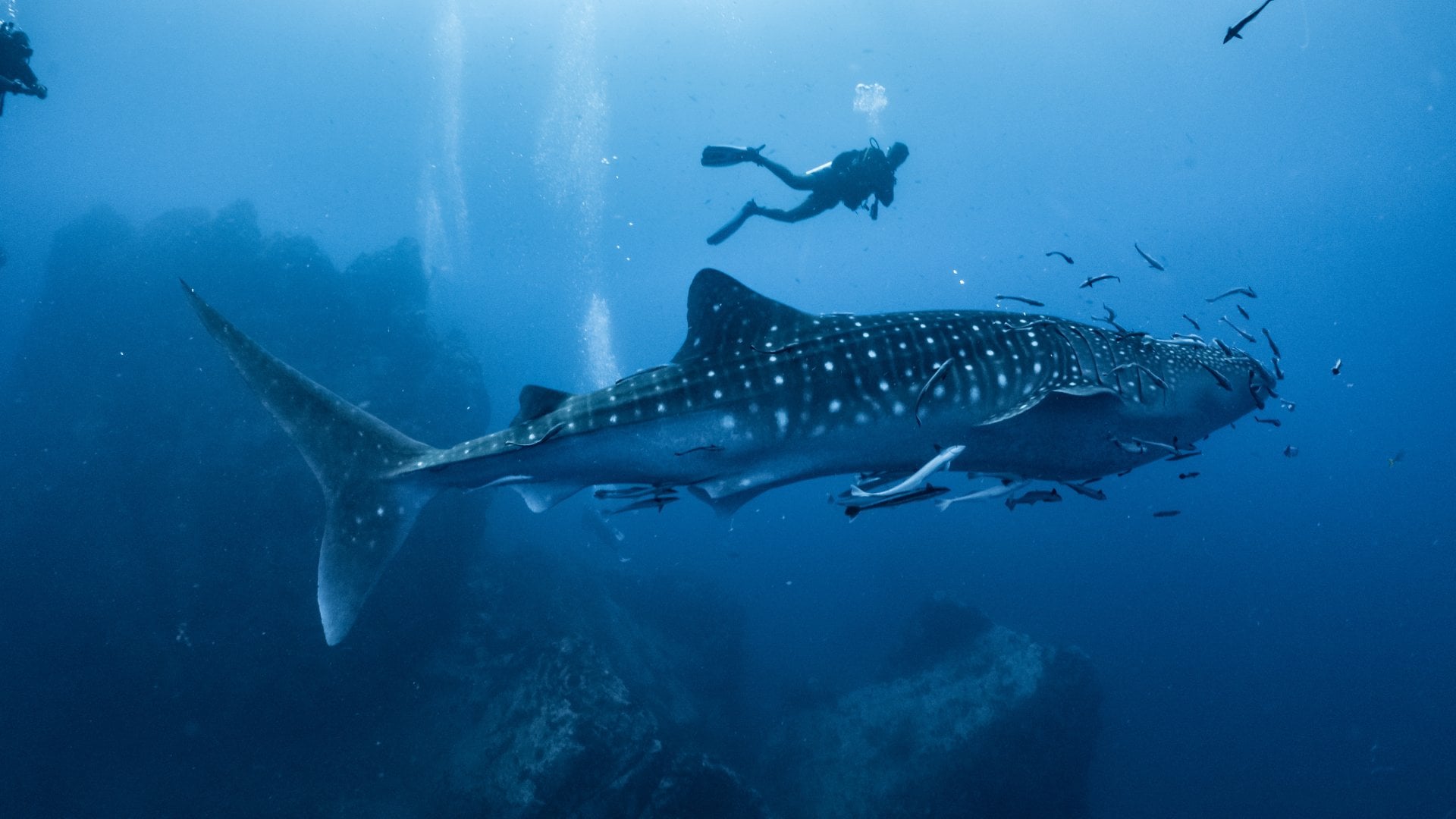 scuba diver alongside a whale shark under the water