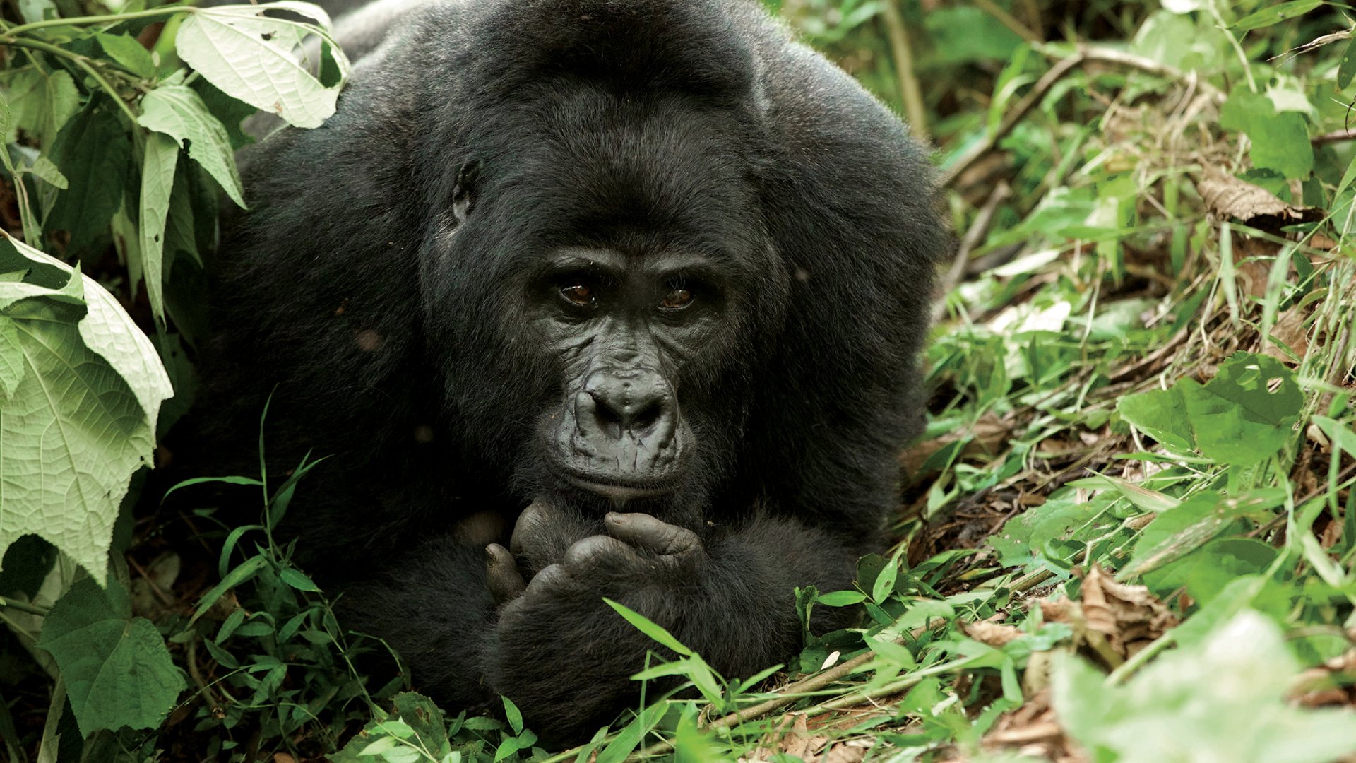 Bwindi Impenetrable National Park, Uganda a mountain gorilla contemplates its surroundings like a wise old man of the forest